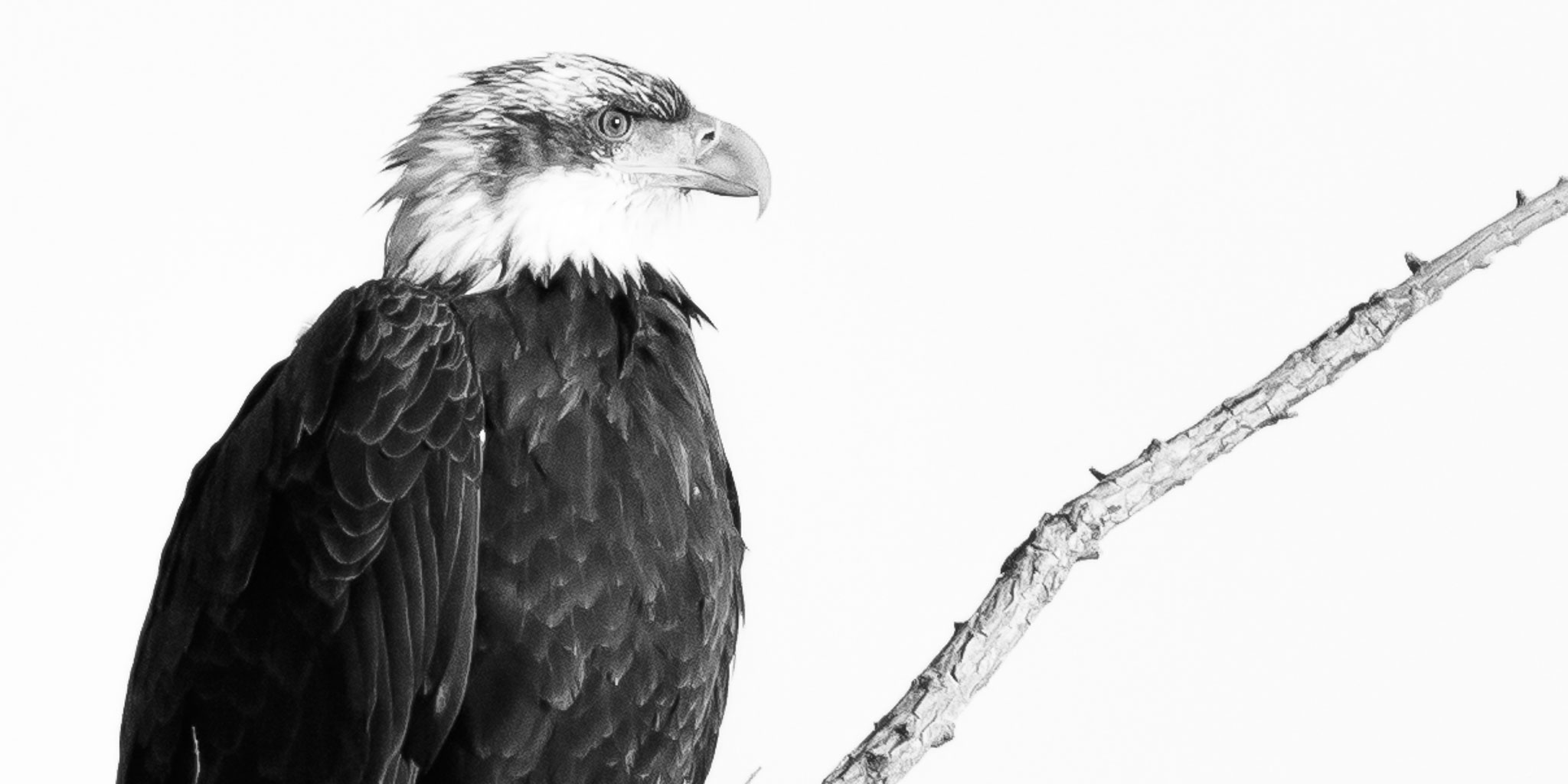 Bald Eagle, Fourth Year, Bosque del Apache National Refuge, San Antonio NM, February 7, 2014