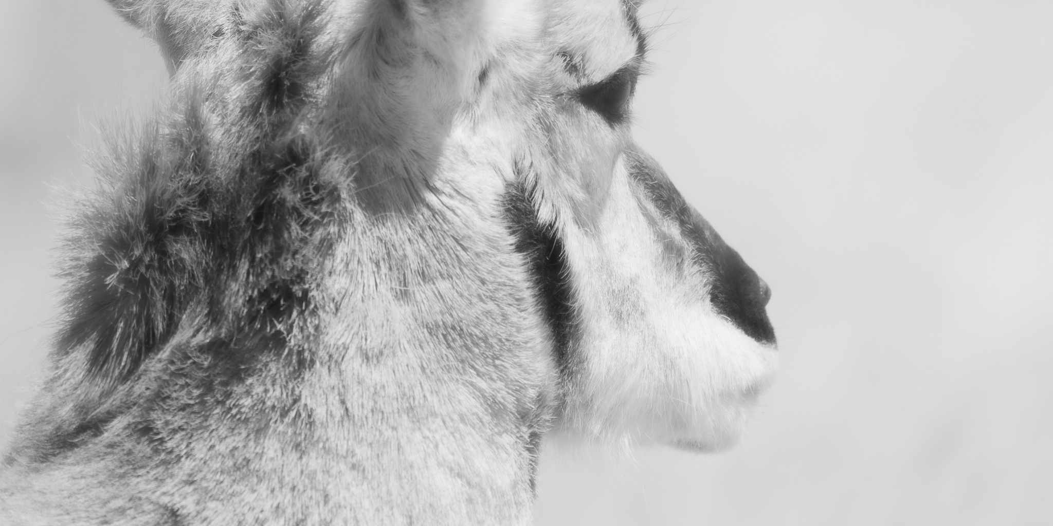 Old Pronghorn Antelope, Ouray National Wildlife Refuge, Vernal UT