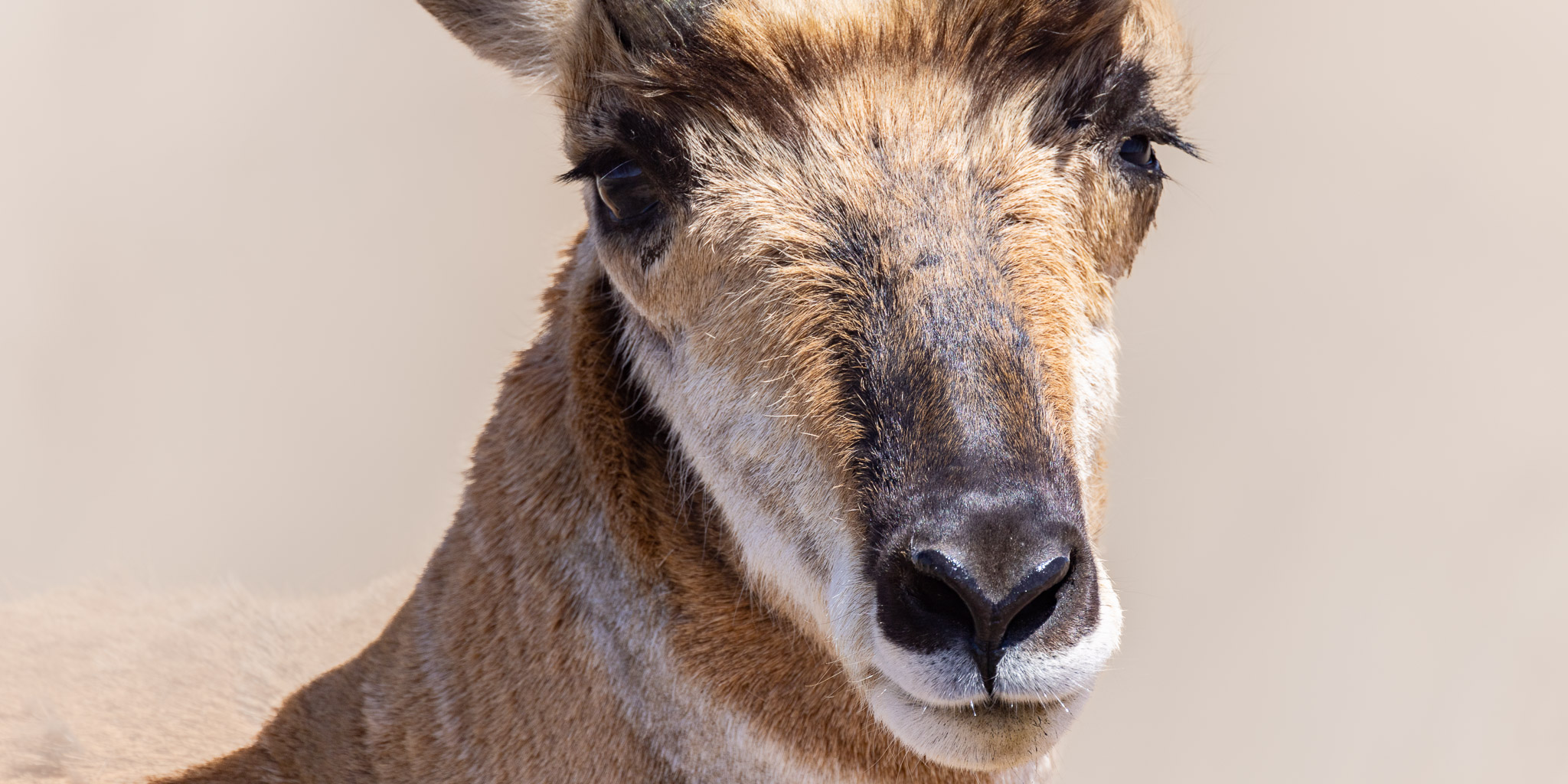 Pronghorn Antelope, a Portrait, Ouray National Wildlife Refuge, Vernal UT, April 29, 2022