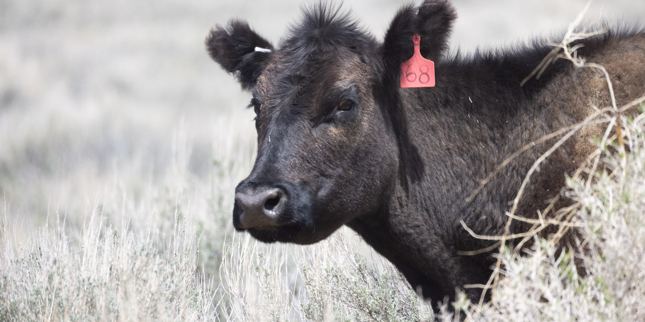 Cow, Middle Firehole Canyon, Flaming Gorge Reservoir, Green River WY