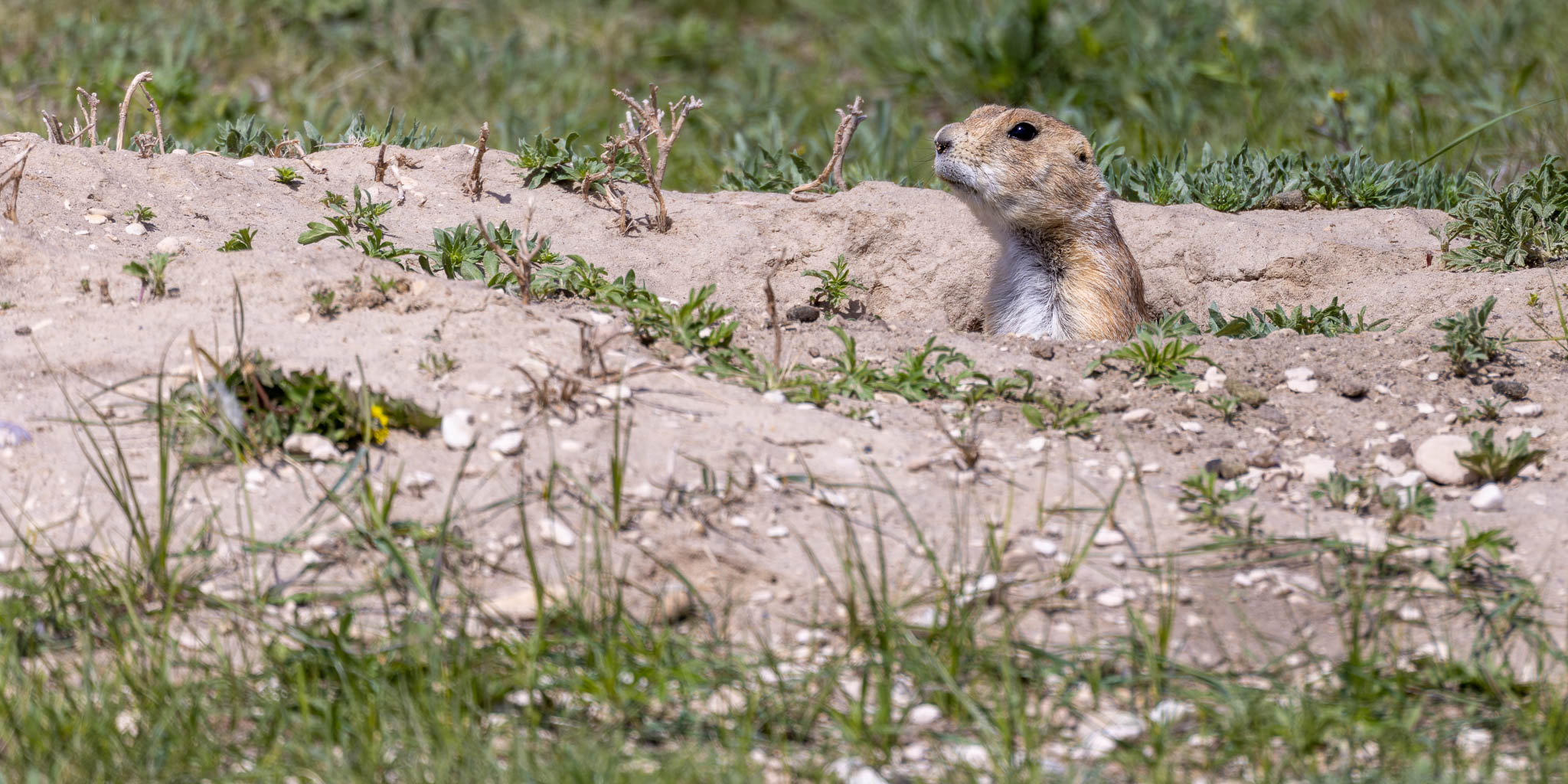 Prairie Dog, Pine Ridge SD