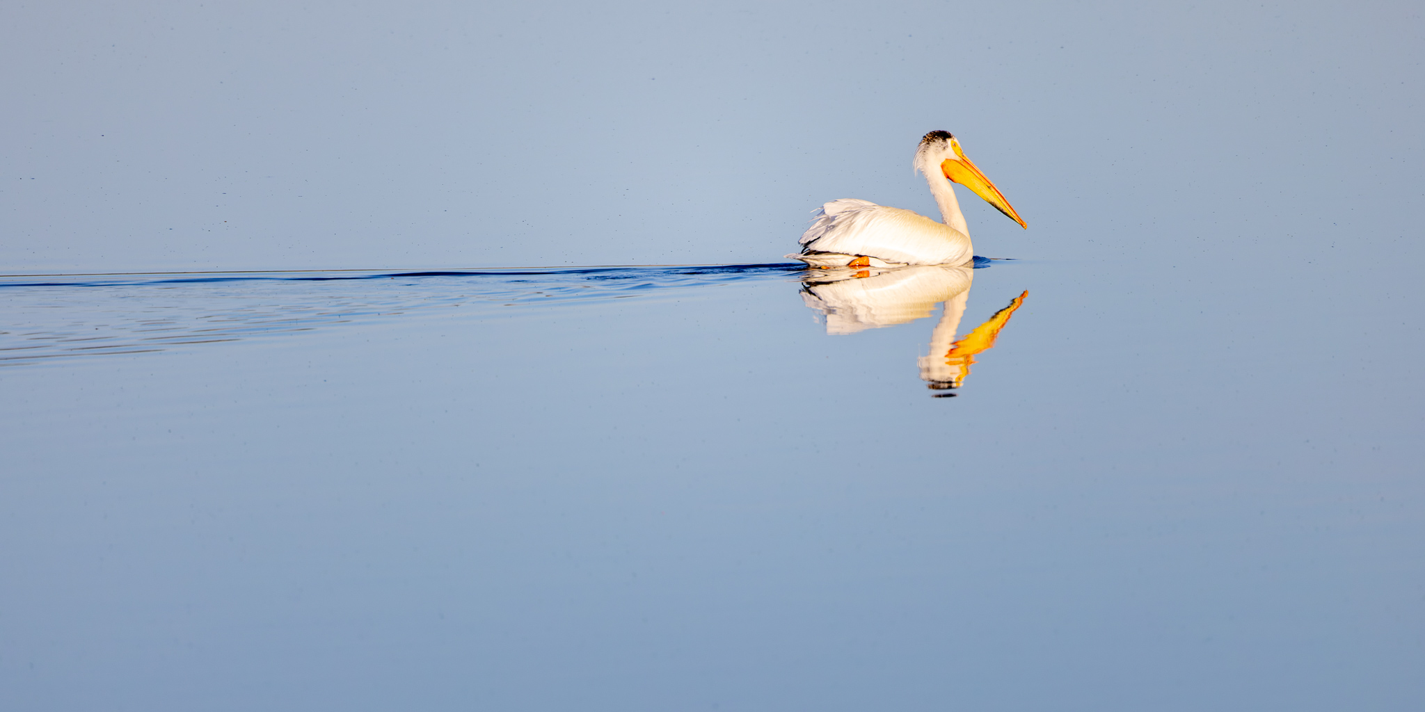 American White Pelican, Little White River Reservoir, Tuthill SD