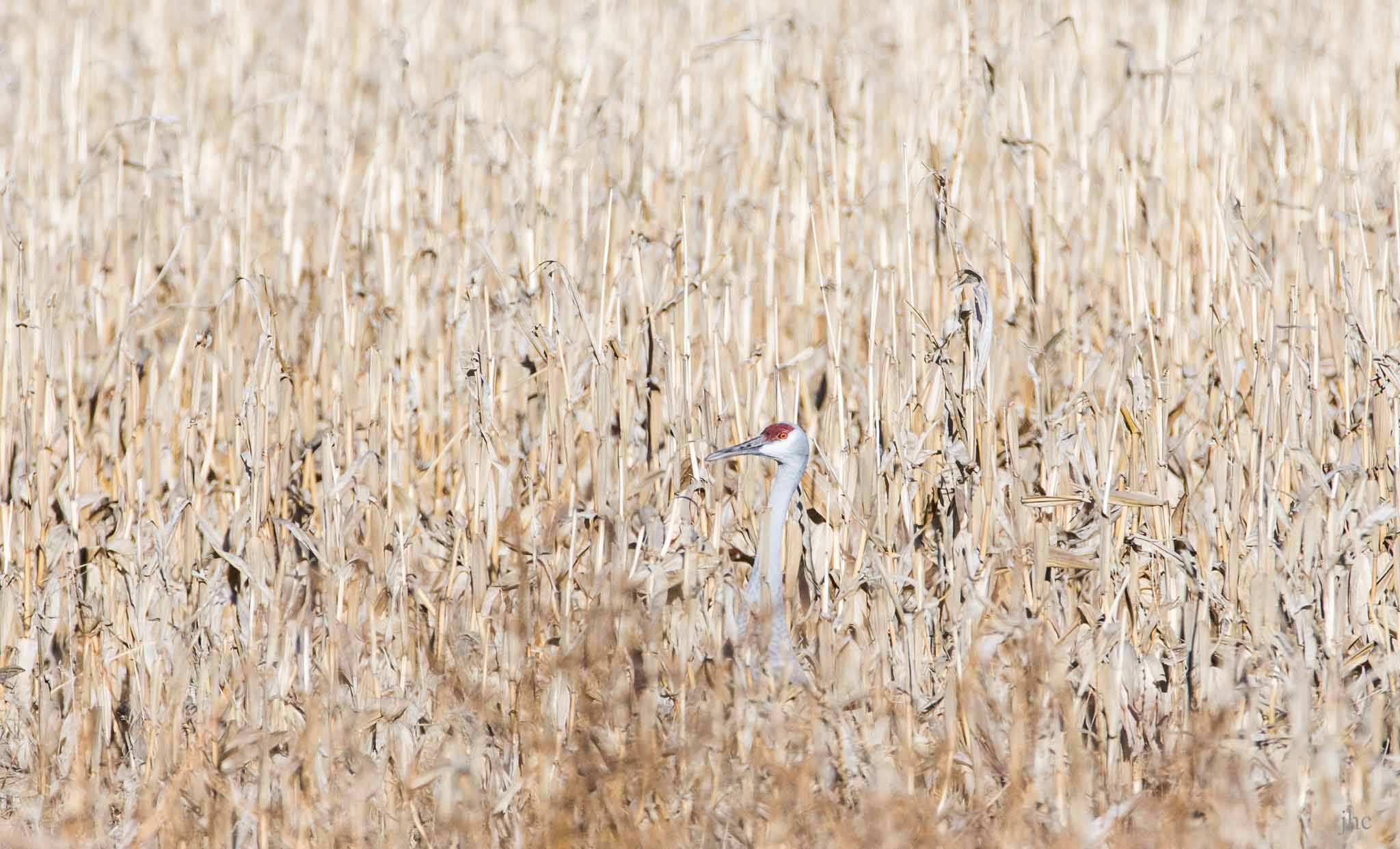 Sandhill Crane in a corn field, Ladd S. Gordon Wildlife Management Area, Bernardo NM, January 11, 2014