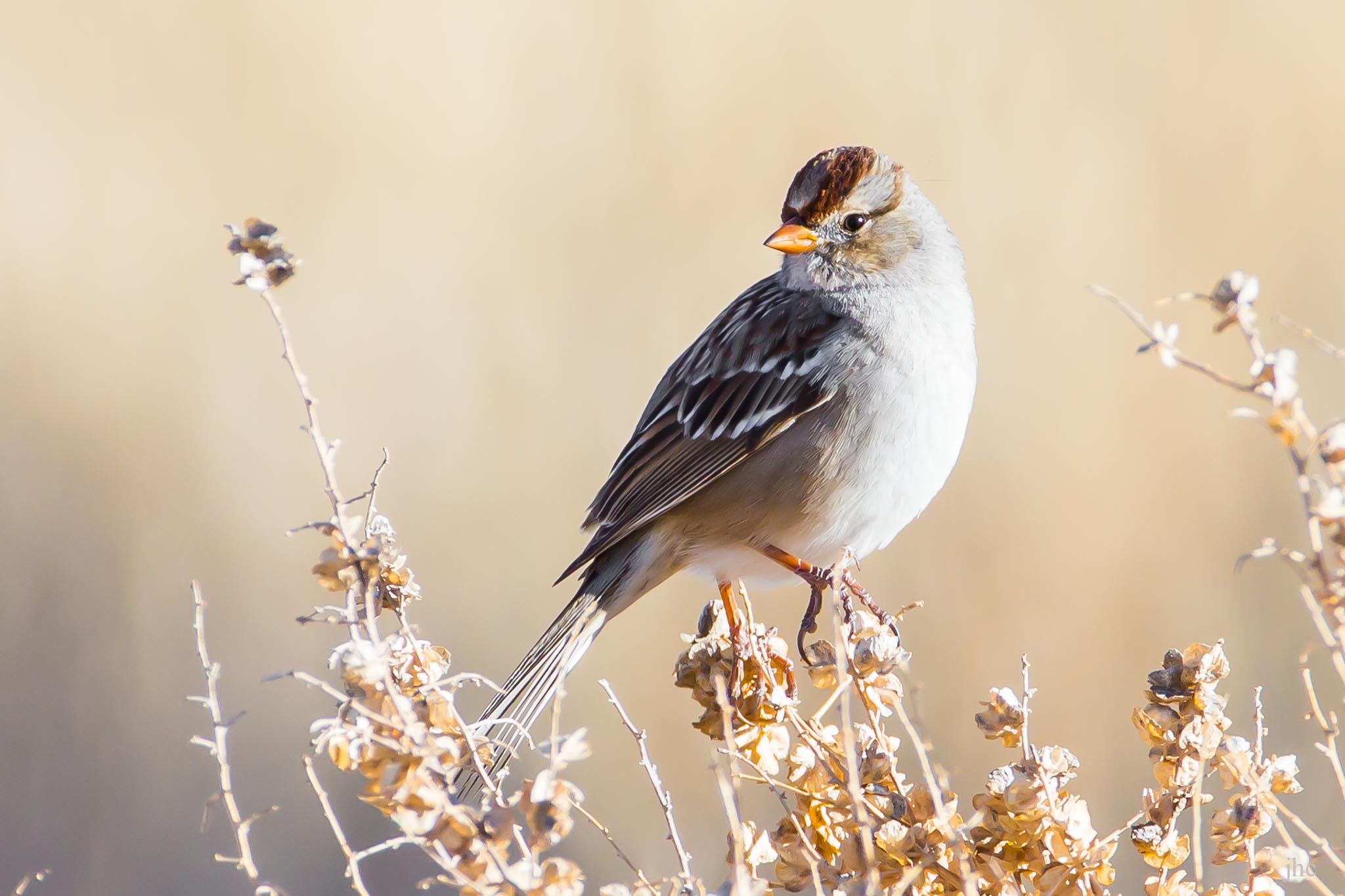 Young White-crowned Sparrow - Ladd S. Gordon Wildlife Management Area, Bernardo NM, February 2, 2014