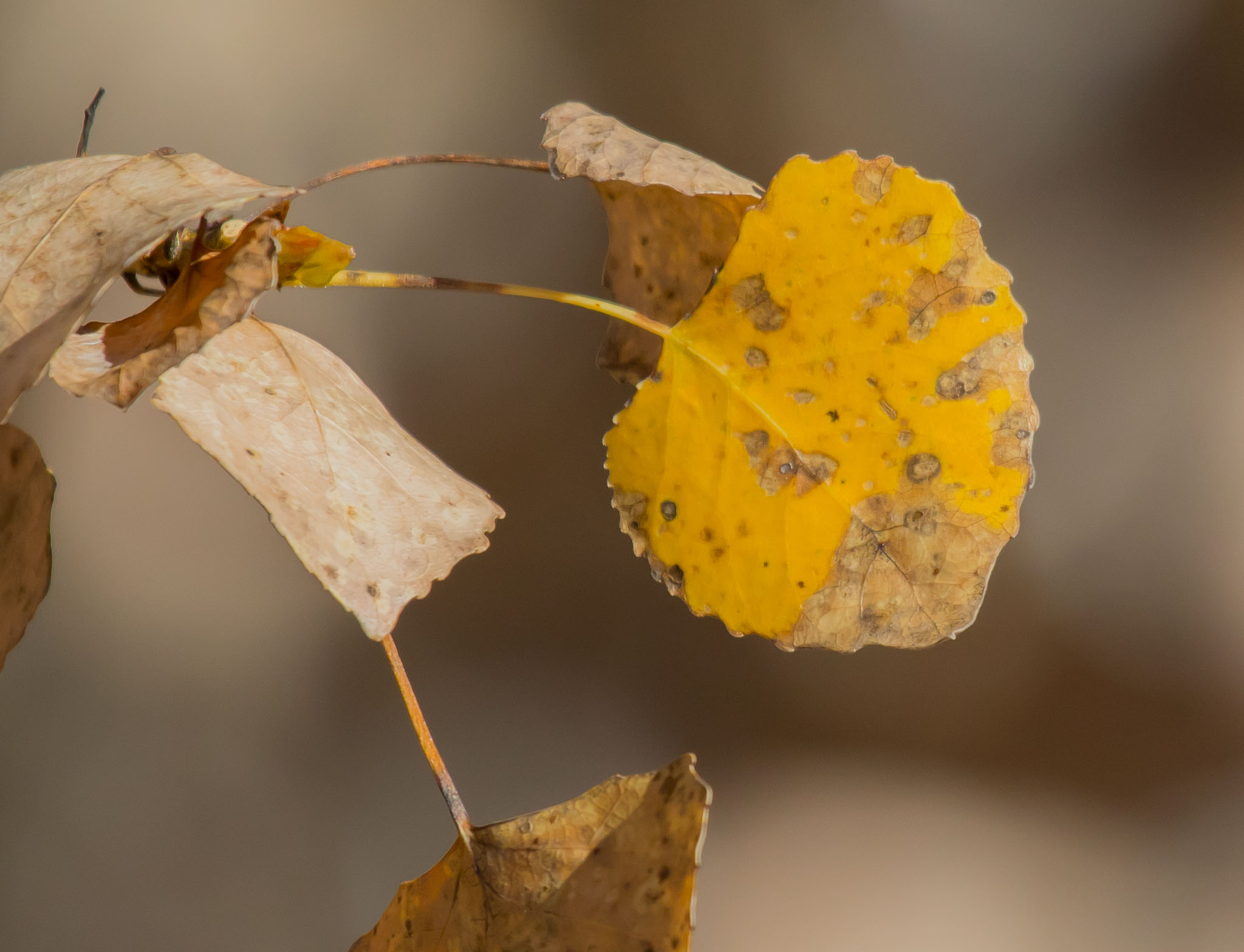 Cottonwood leaf, Bosque del Apache National Wildlife Refuge, San Antonio NM, November 10, 2014
