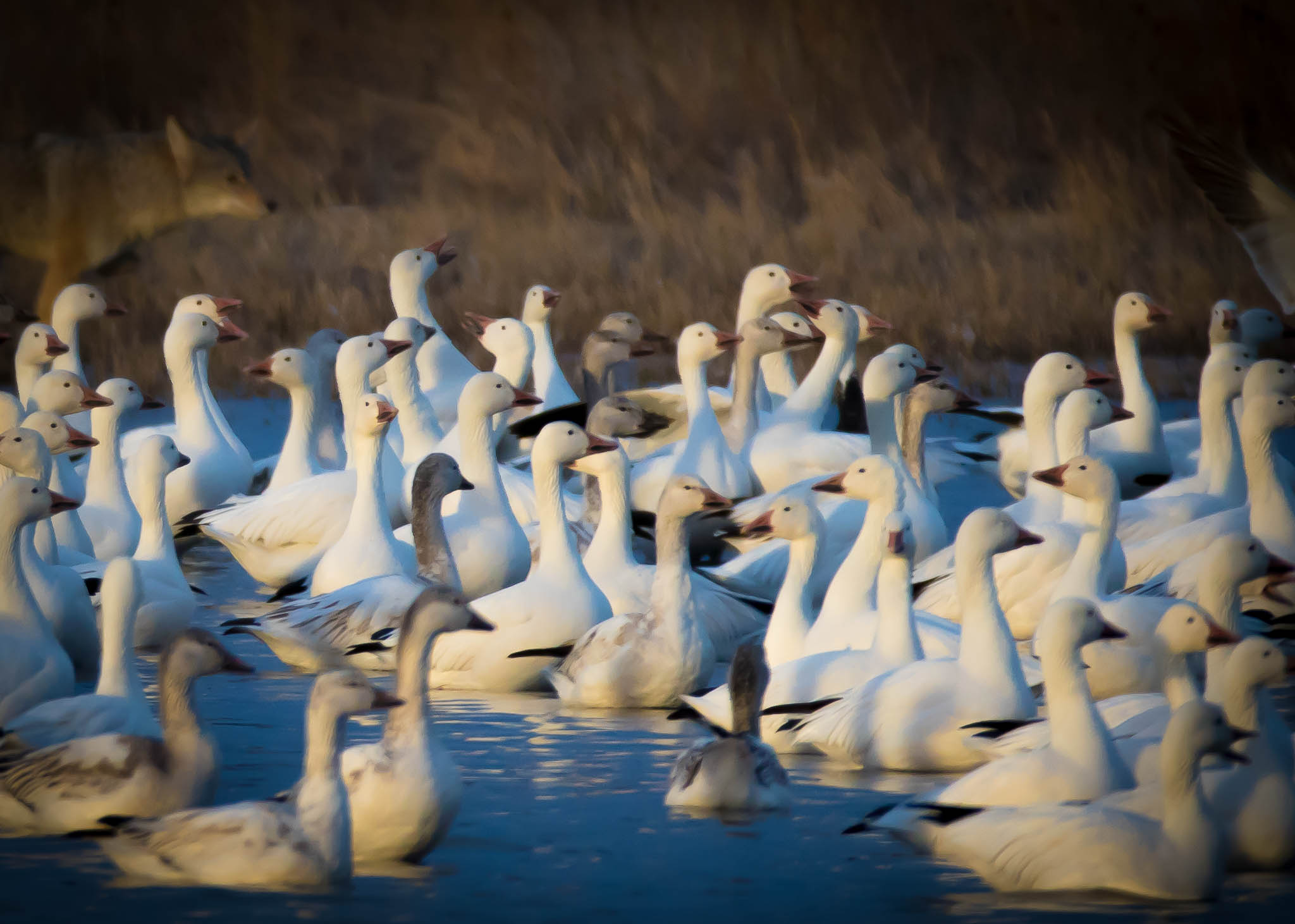 Snow Geese and Coyote, Bosque del Apache National Wildlife Refuge, San Antonio NM, January 29, 2015