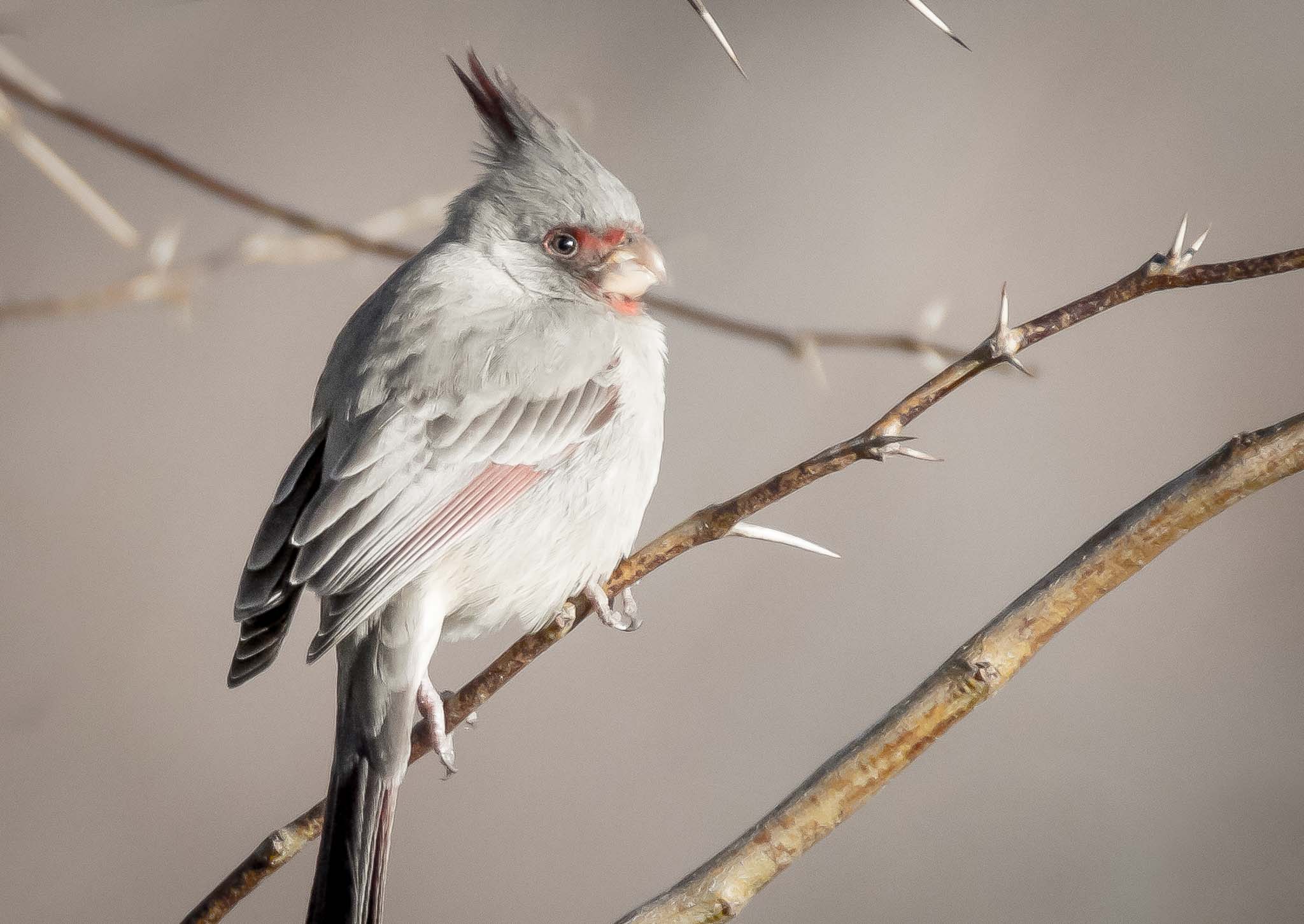 Pyrrhuloxia on a branch, Paseo del Rio Campground, Elephant Butte State Park, Truth or Consequences NM, February 4, 2015