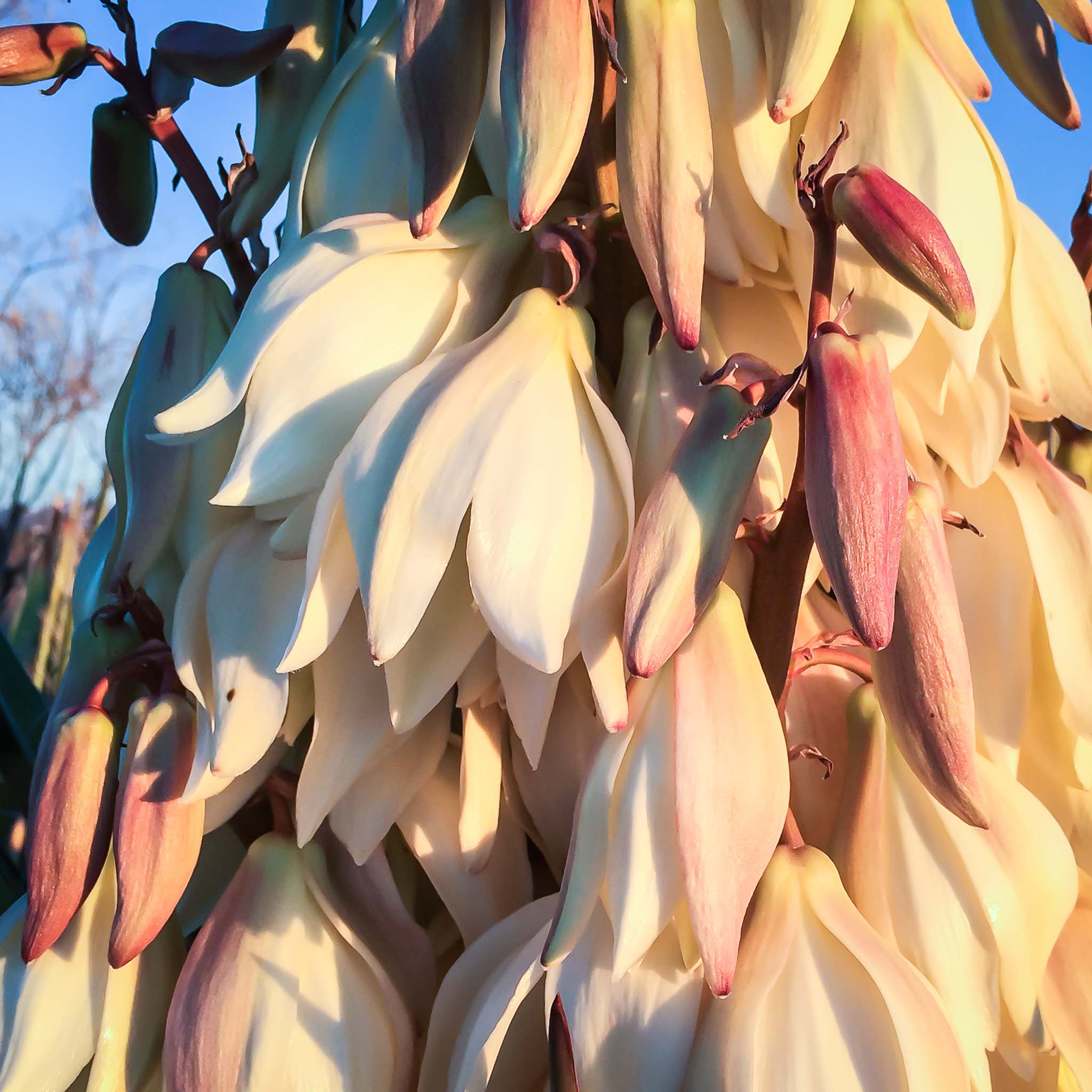 Yucca blossom, Columbus NM, March 27, 2015