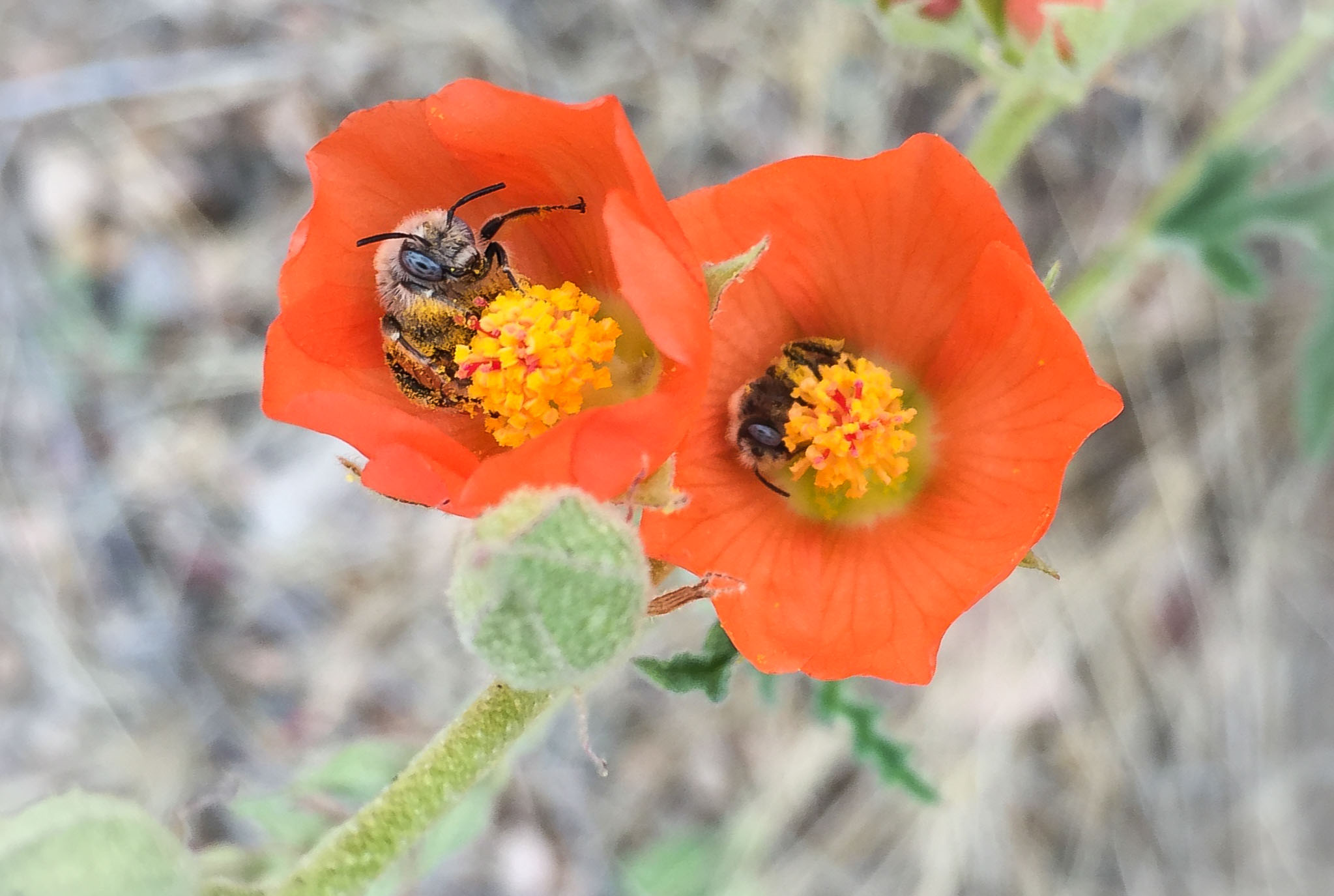 Bees gathering globemallow pollen, Columbus NM, March 29, 2015