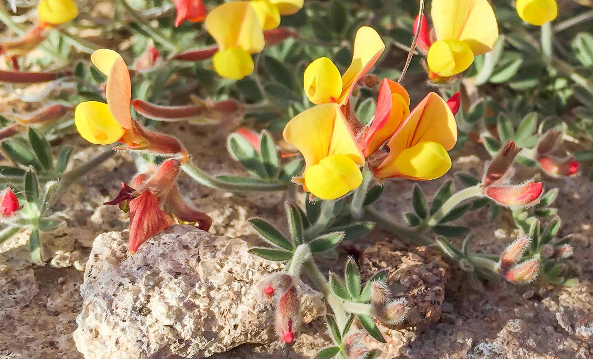 New Mexico Bird's-Foot Trefoil flowers, City of Rocks State Park, Faywood NM, March 30, 2015