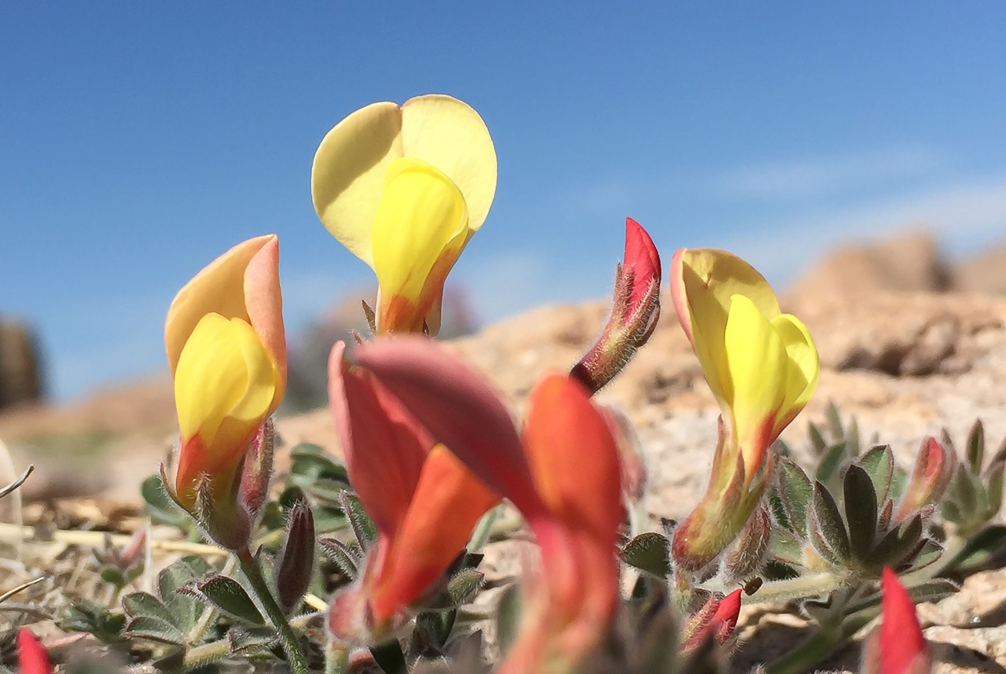 New Mexico Bird's-Foot Trefoil flowers, City of Rocks State Park, Faywood NM, April 1, 2015