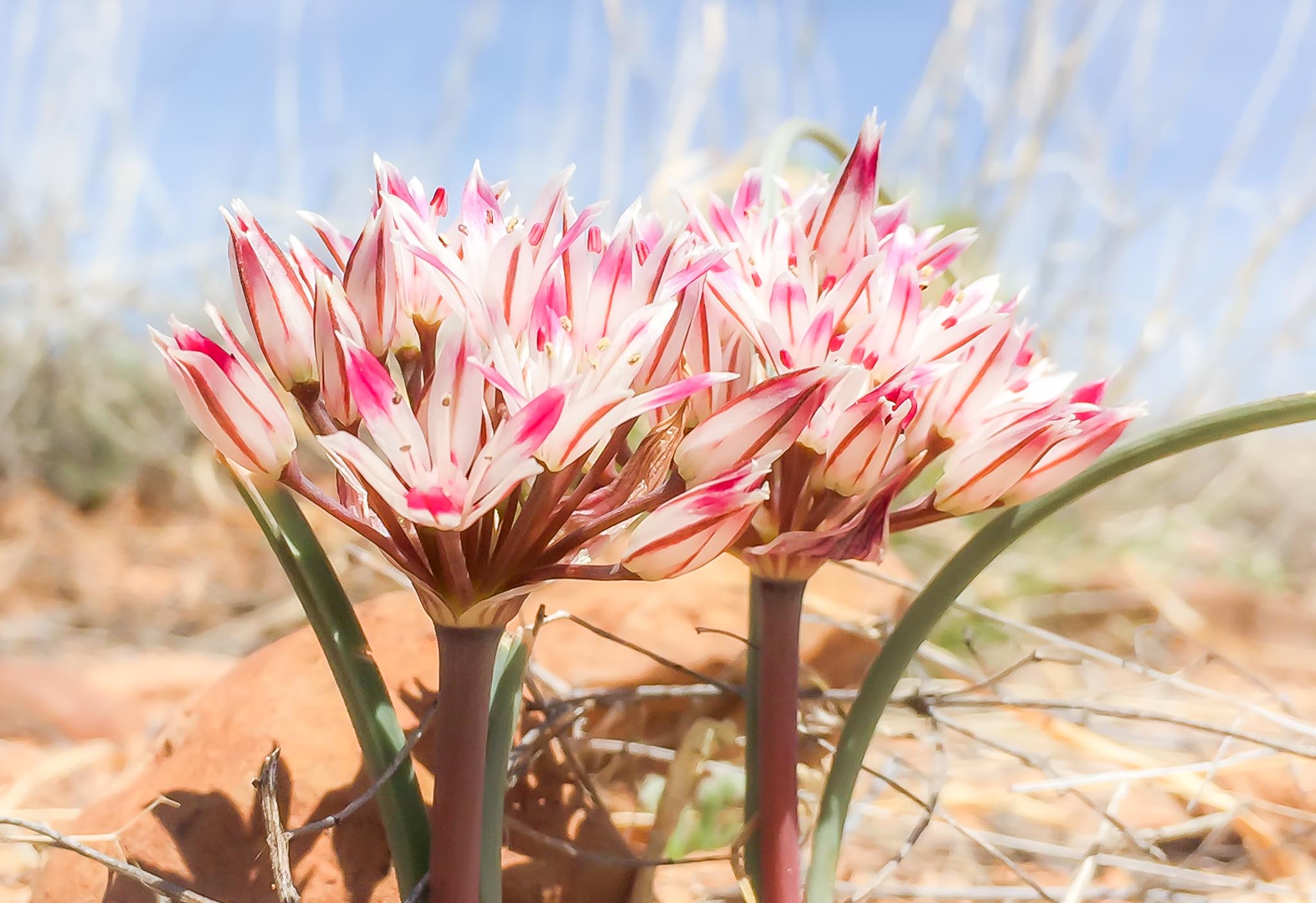 Desert Onion flower, City of Rocks State Park, Faywood NM, April 5, 2015