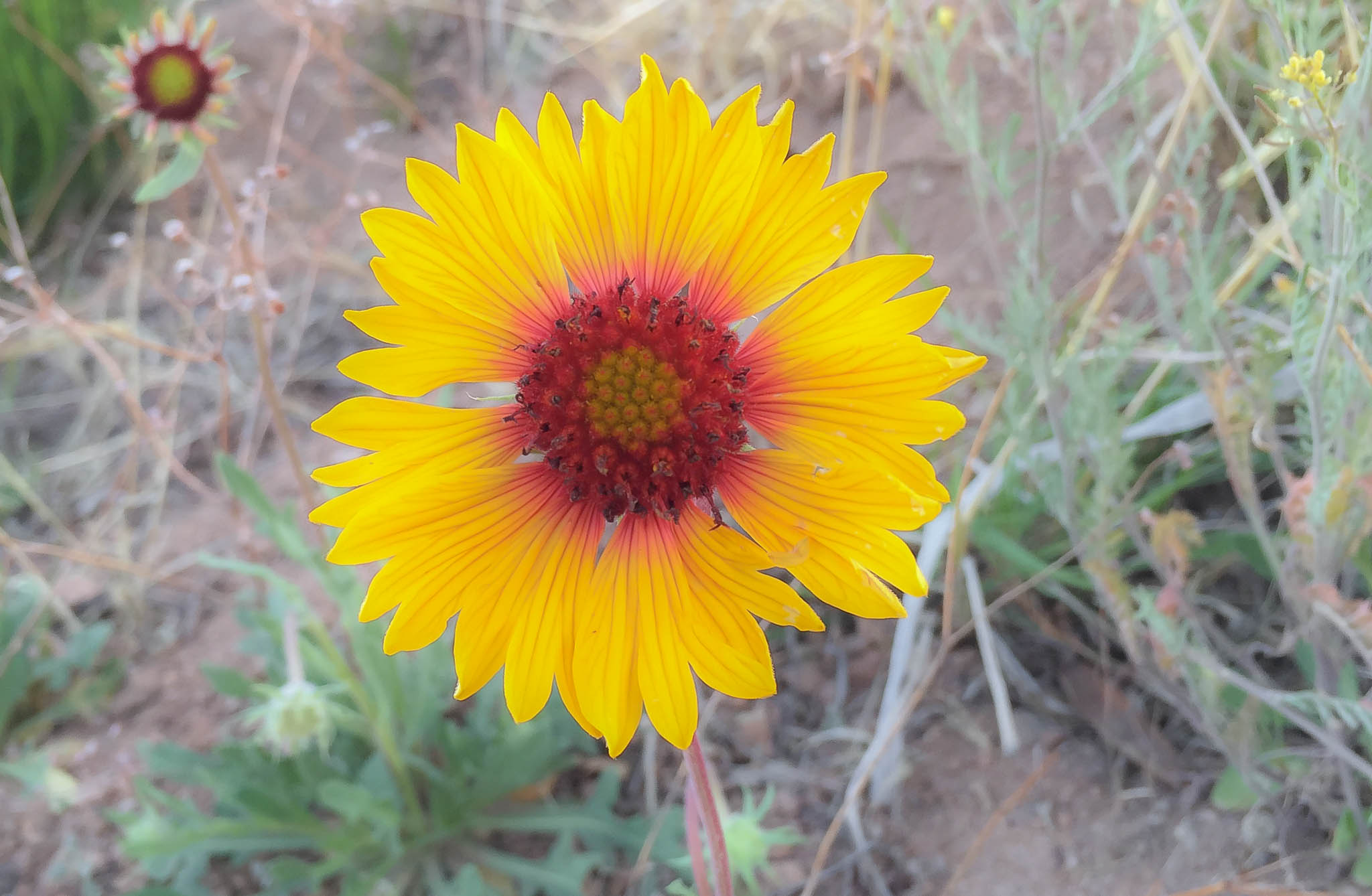 Indian Blanket flower, City of Rocks State Park, Faywood NM, April 7, 2015