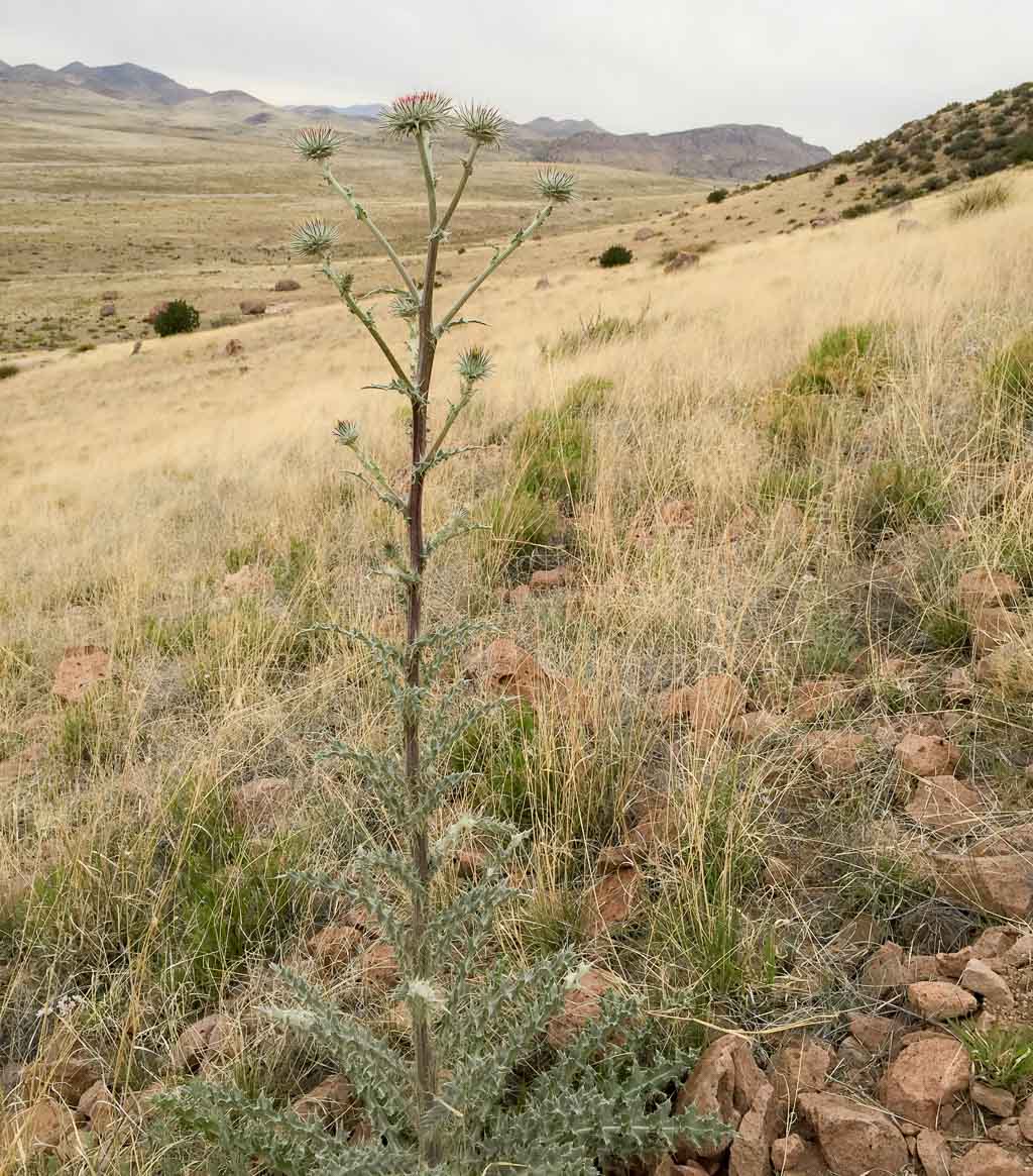 New Mexico Thistle plant, City of Rocks State Park, Faywood NM, April 12, 2015
