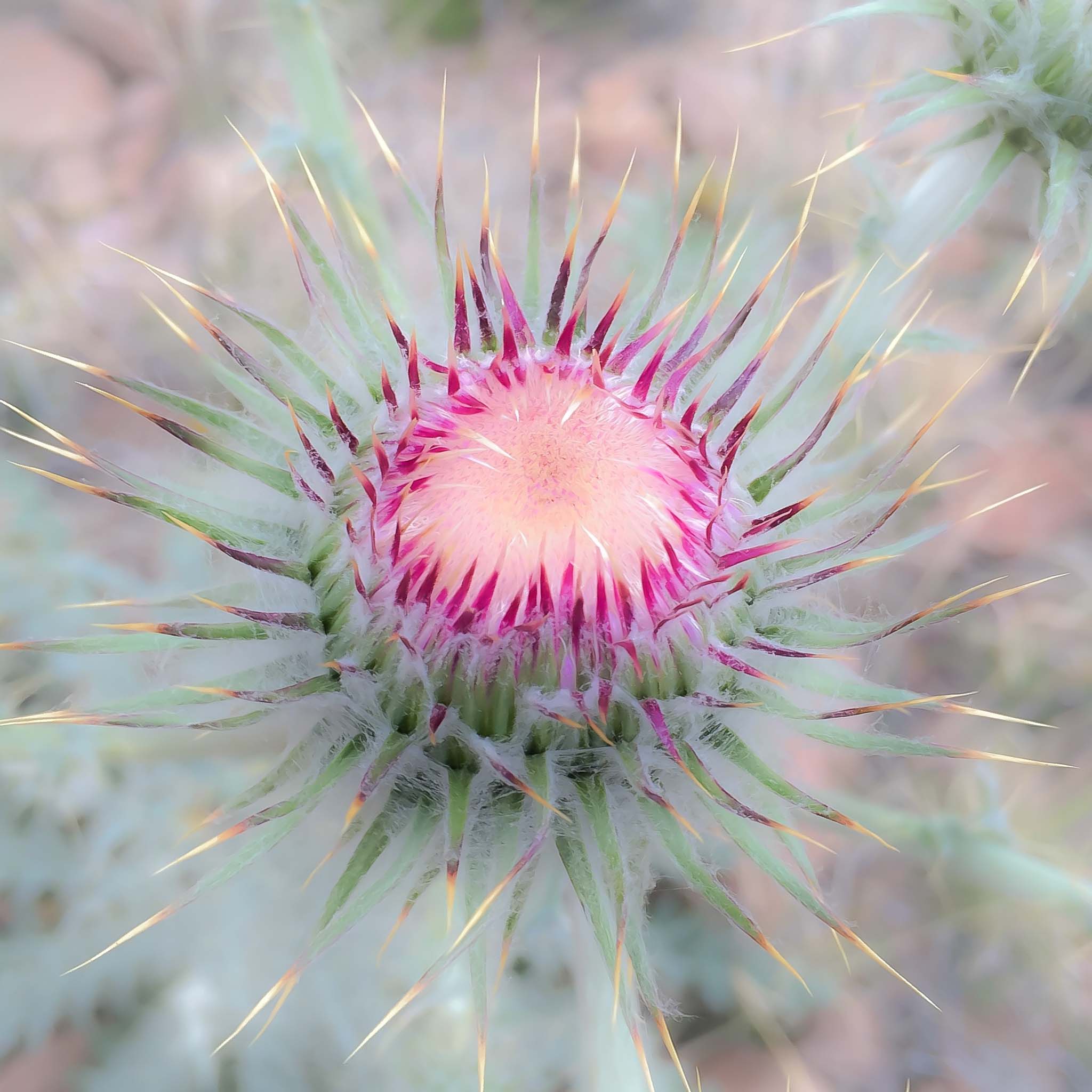 New Mexico Thistle flower bud, City of Rocks State Park, Faywood NM, April 12, 2015