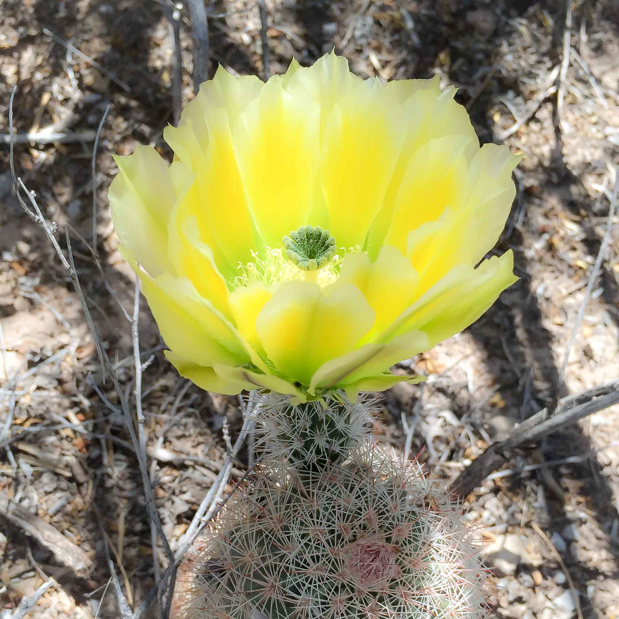 Yellow Cactus Flower, Oliver Lee Memorial State Park, Alamogordo NM, April 15, 2015