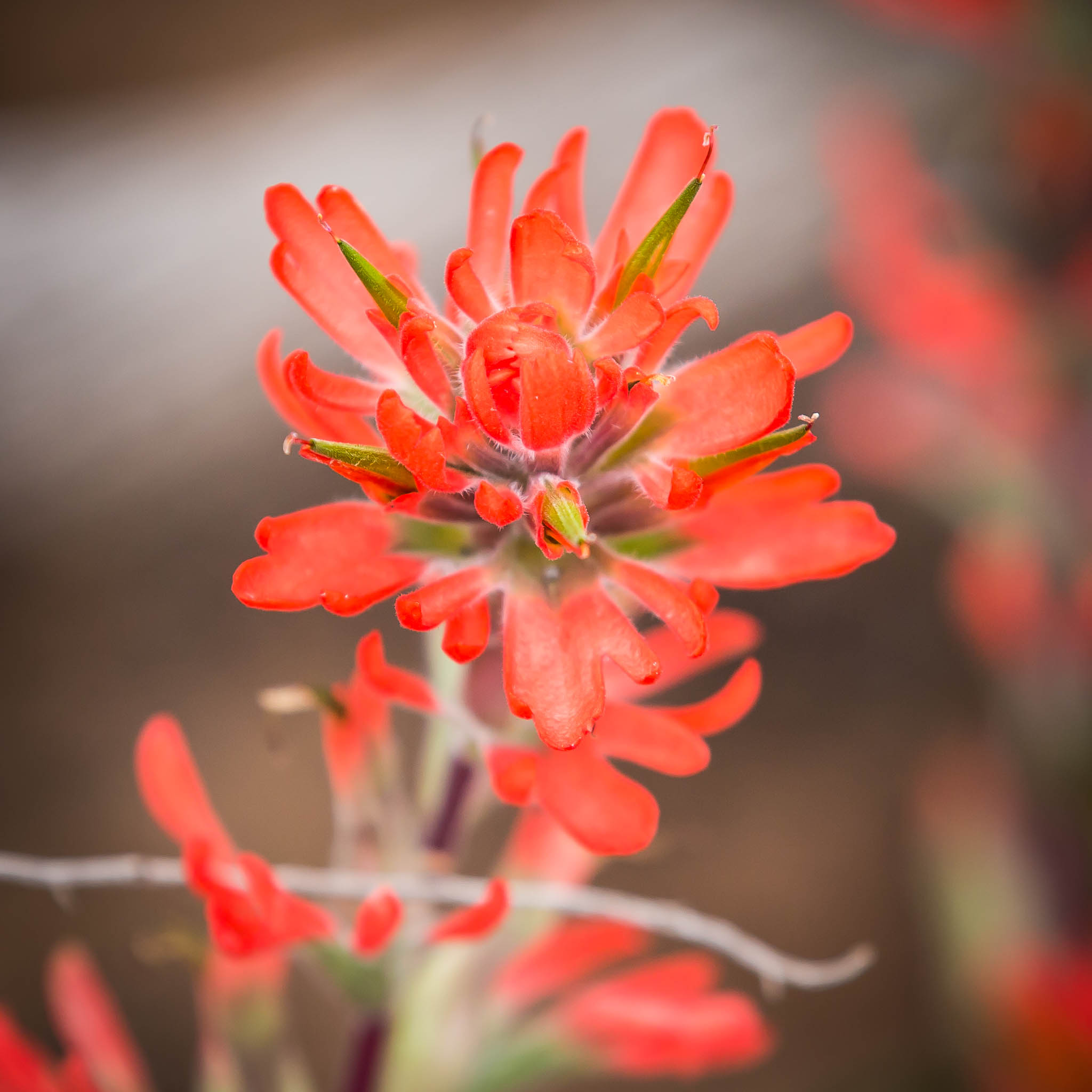 Coast Indian Paintbrush flower, Hovenweep National Monument, Aneth UT, April 26, 2015