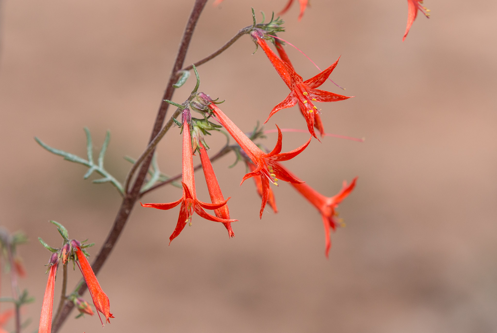 Scarlet Trumpet flower, USFS South Cottonwood Access, Blanding UT, May 4, 2015