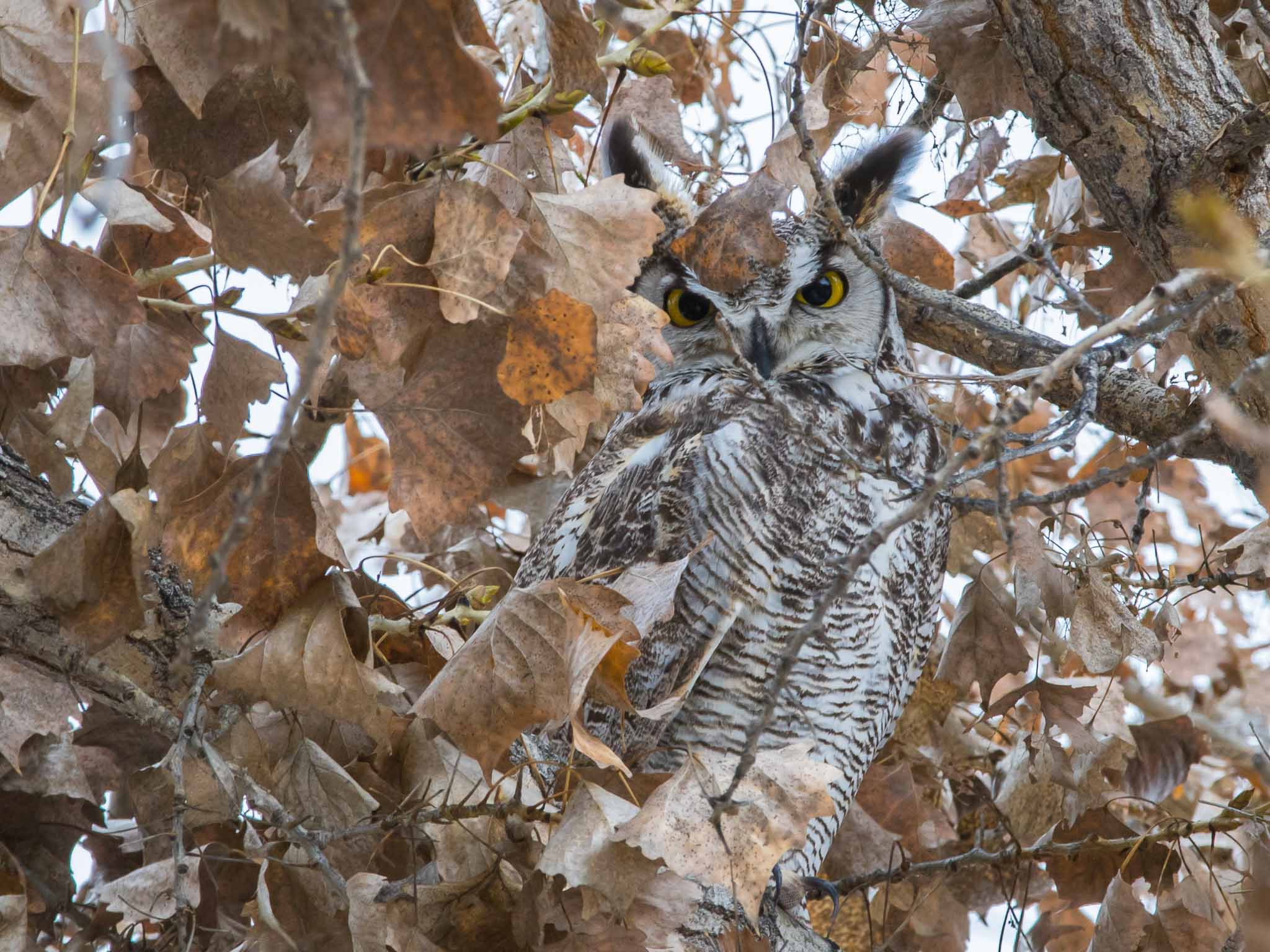Female Great Horned Owl roosting in a cottonwood, Caballo Lake State Park, Caballo NM, December 27, 2015