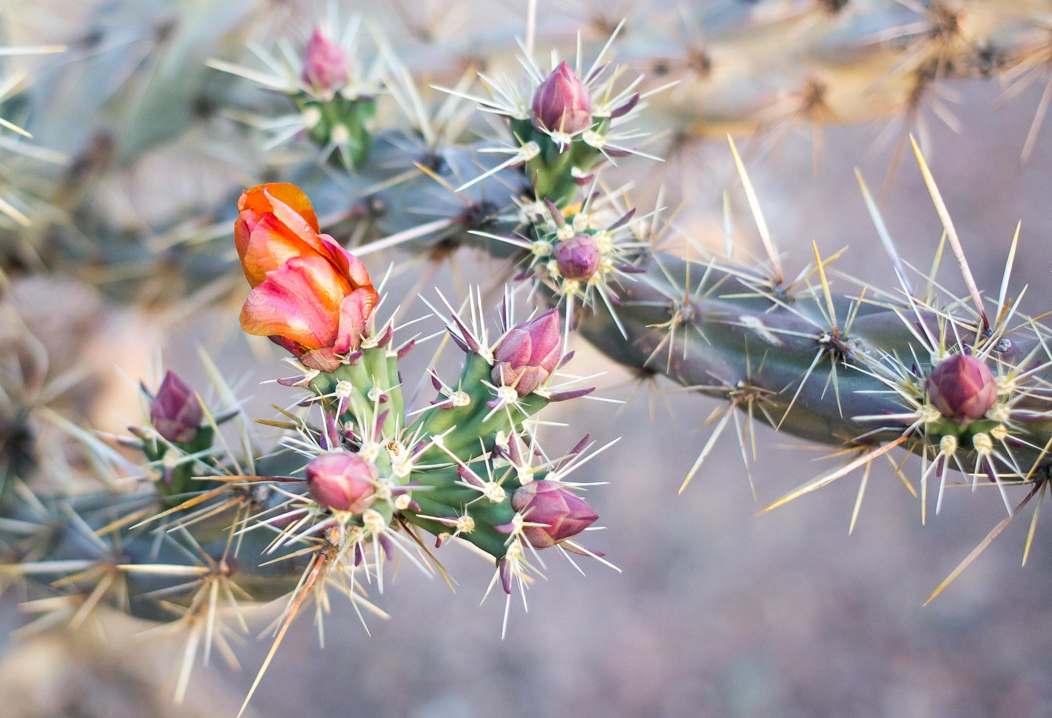Cholla blossom and buds, Pancho Villa State Park, Columbus NM, April 22, 2016