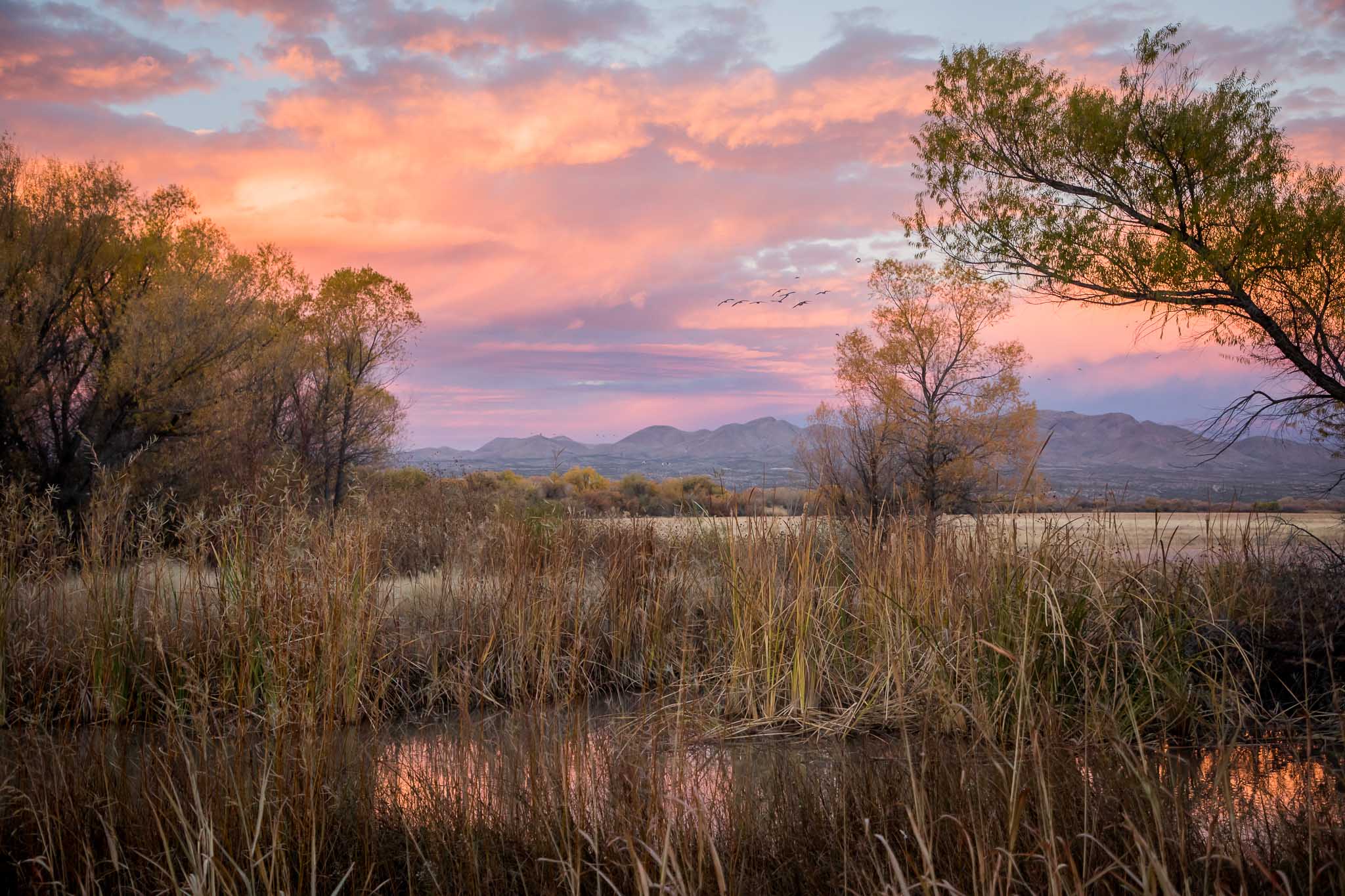 Pink dawn landscape along the Farm Loop, Bosque del Apache National Wildlife Refuge, San Antonio NM, November 20, 2016