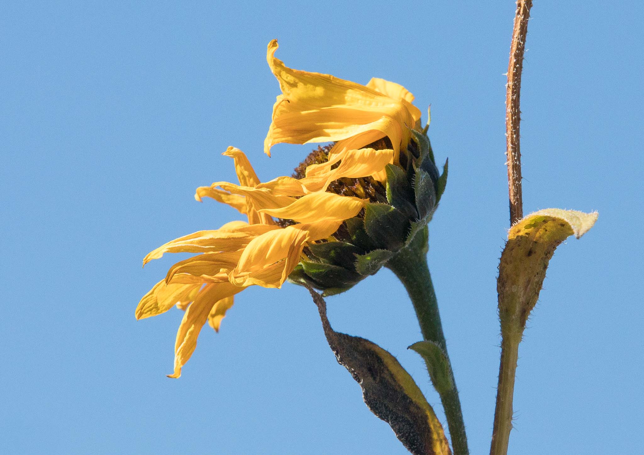 Fading common sunflower, Bosque del Apache National Wildlife Refuge, San Antonio NM, October 22, 2017