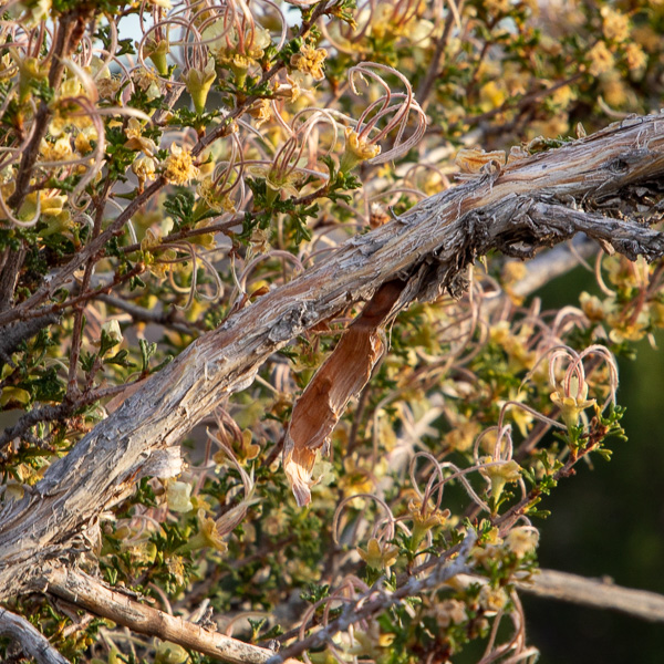 mexican Cliffrose bush at Hovenweep National Monument, Aneth UT, May 28, 2018