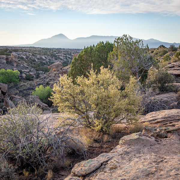 mexican Cliffrose bush at Hovenweep National Monument, Aneth UT, May 28, 2018