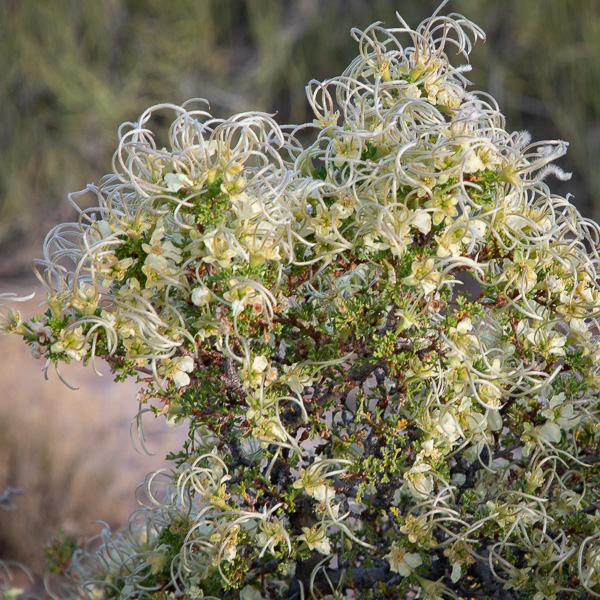 mexican Cliffrose bush at Hovenweep National Monument, Aneth UT, May 28, 2018