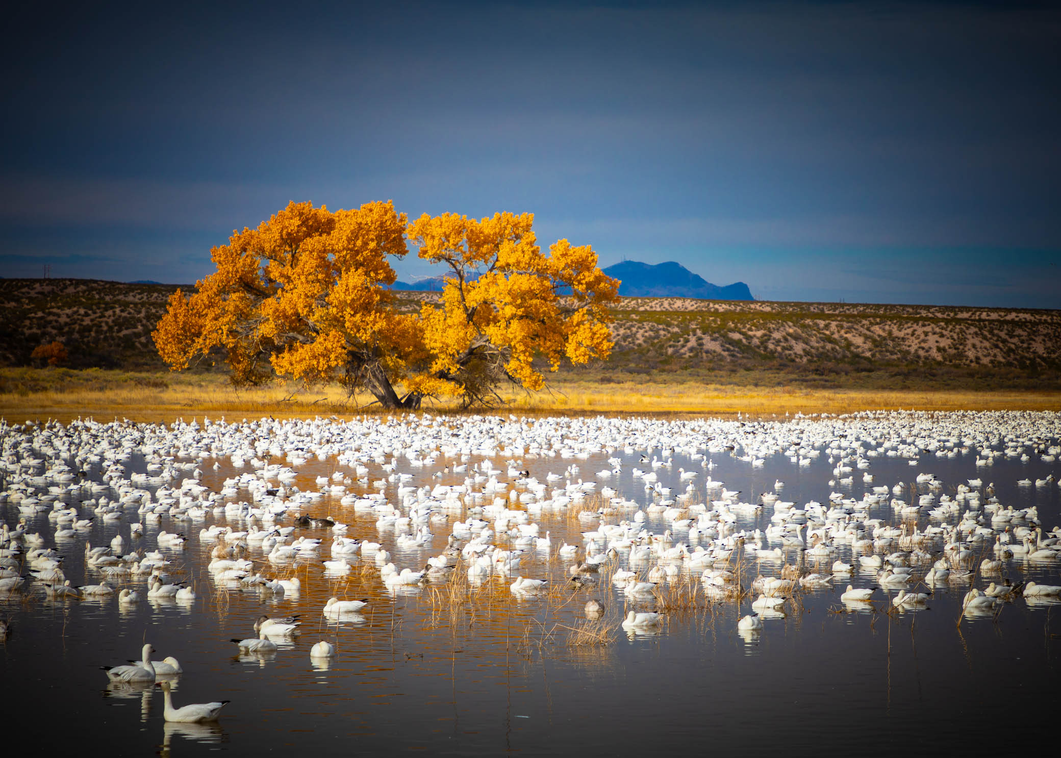 Bosque pond, snow geese, cottonwood in fall colors, November 16, 2019
