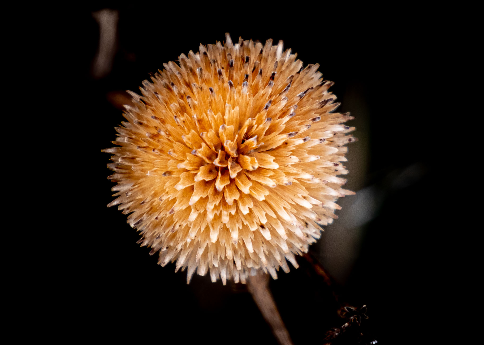 Seedhead, Common Sunflower, Bosque del Apache National Wildlife Refuge, San Antonio NM, November 16, 2019