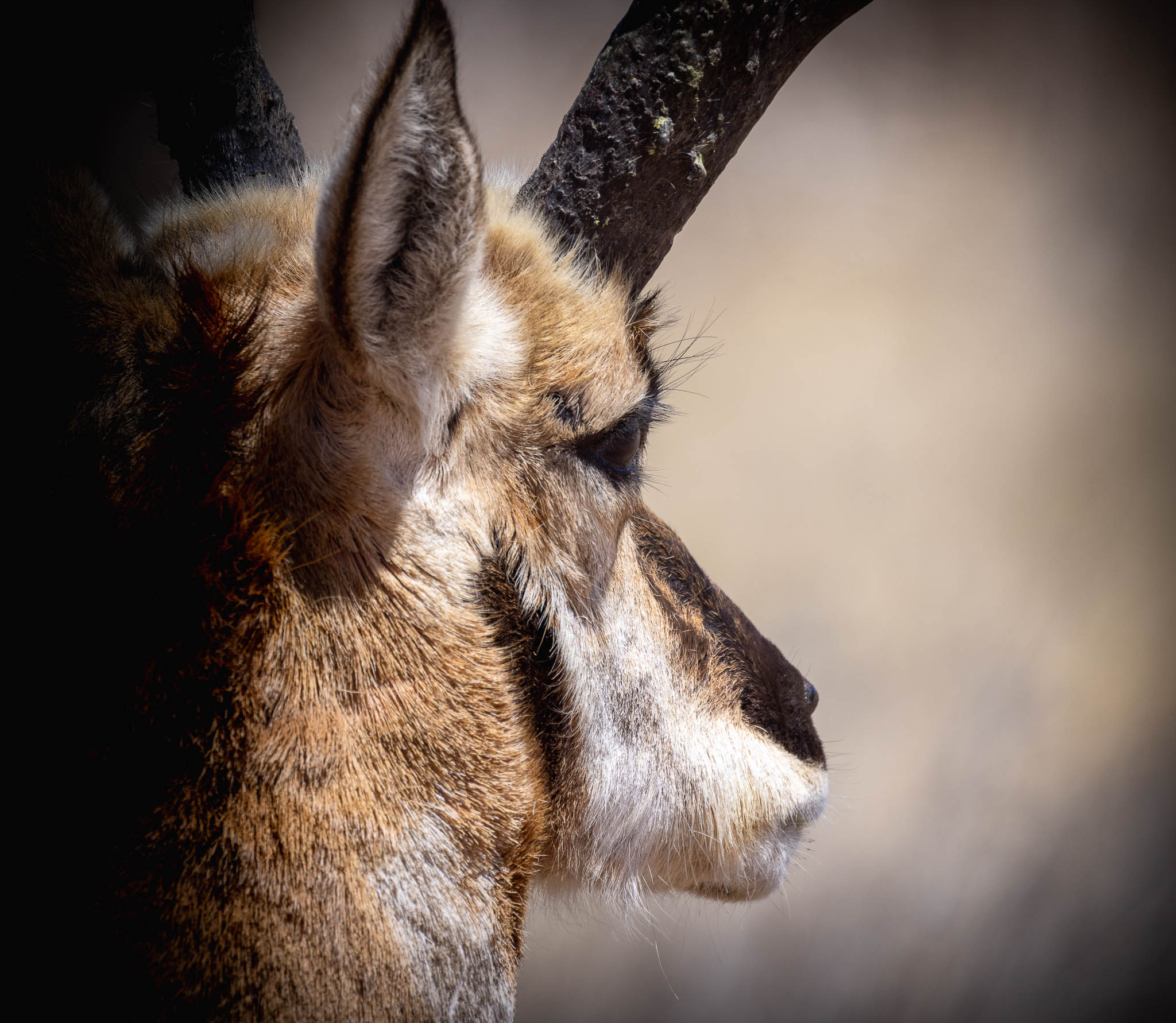 Pronghorn Antelope, Lost in Thought, Ouray National Wildlife Refuge, Ouray UT, April 29, 2022