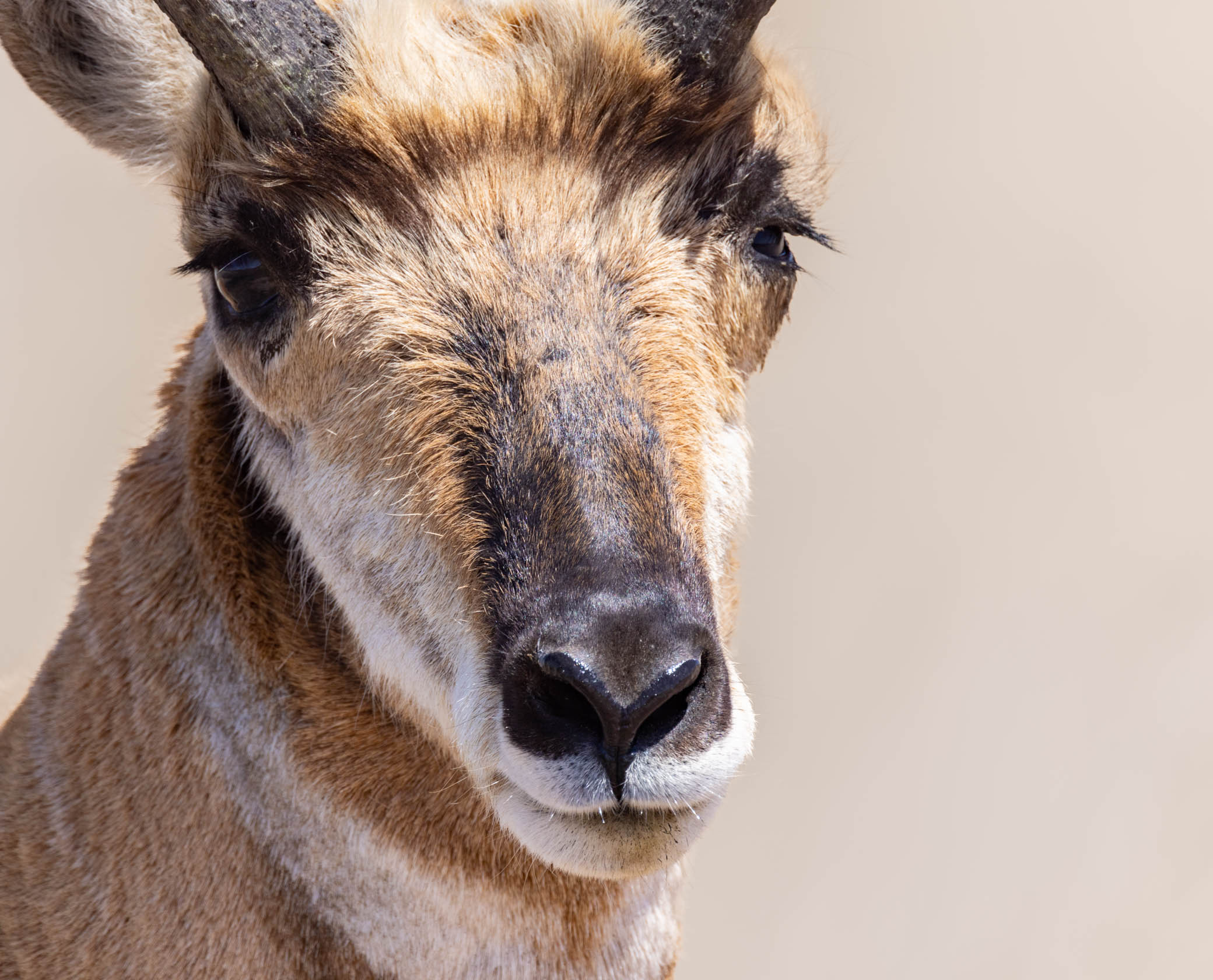 Pronghorn Antelope, a Portrait, Ouray National Wildlife Refuge, Ouray UT, April 29, 2022