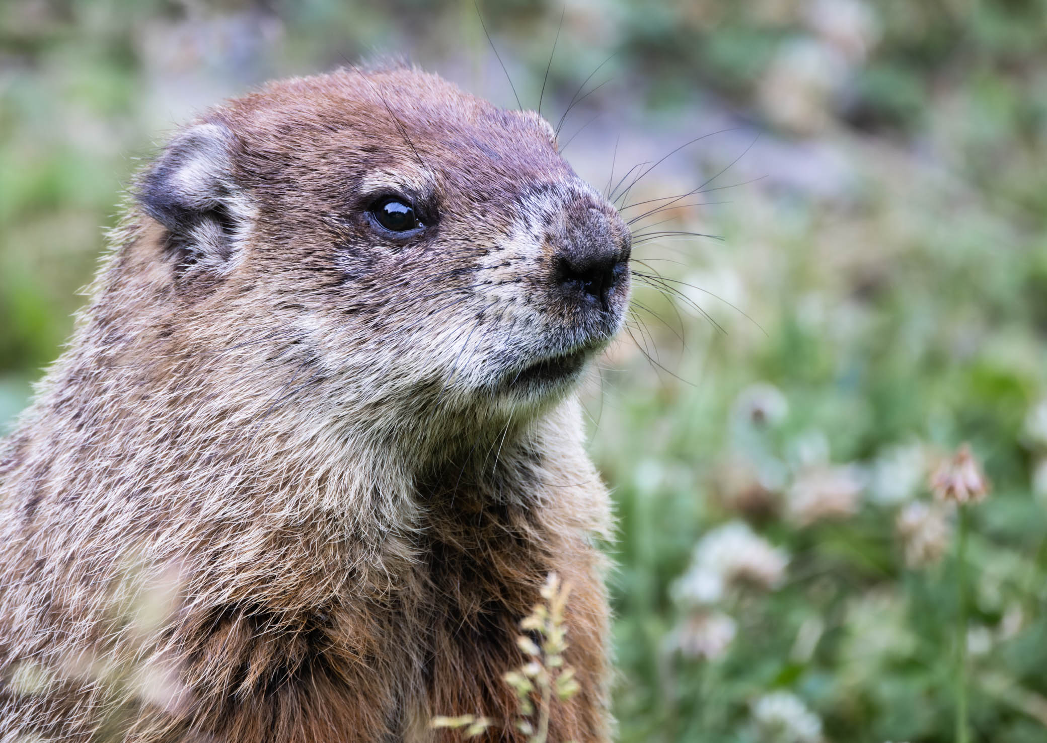 Woodchuck portrait, Red Rock NY, June 16, 2022