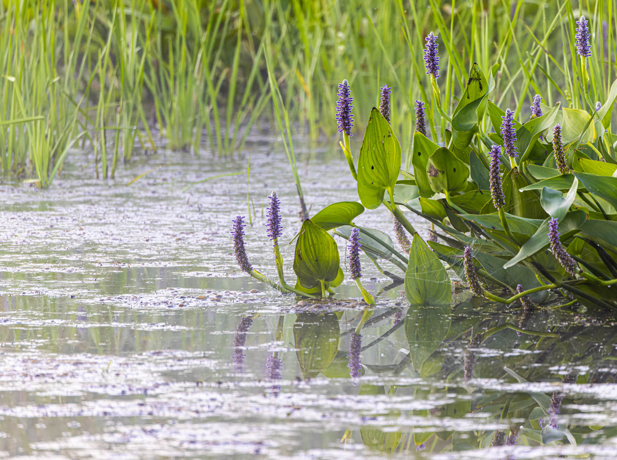 Pickerelweed, Ooms Pond Conservation Area, Chatham NY, July 9, 2022