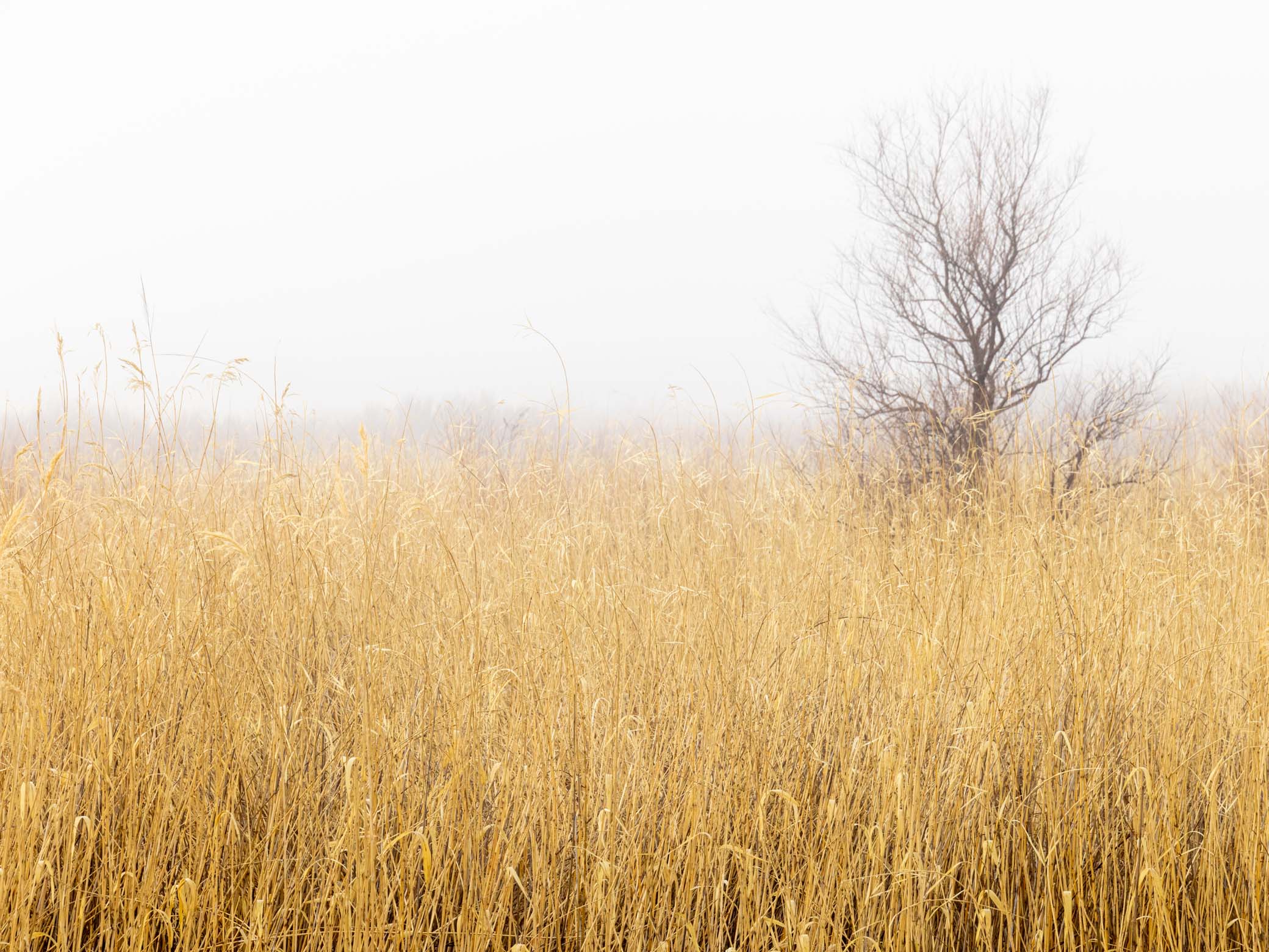 Reeds in fog, Bosque del Apache National Wildlife Refuge, San Antonio NM, January 25th, 2024