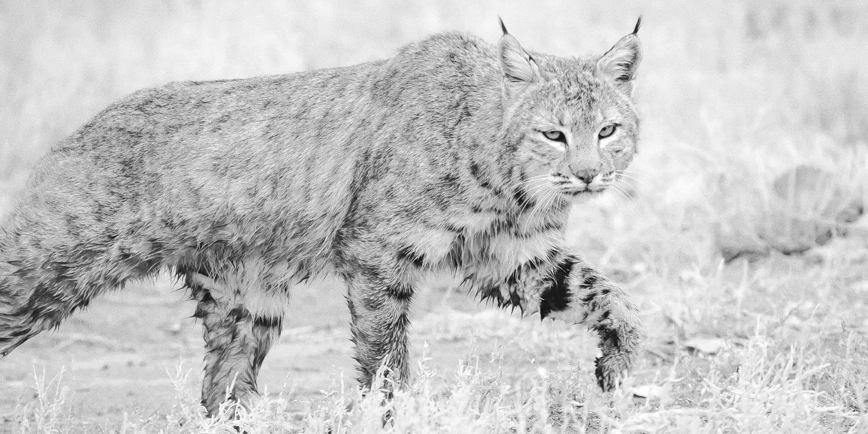 Portrait of a bobcat, Bosque del Apache National Refuge, San Antonio NM