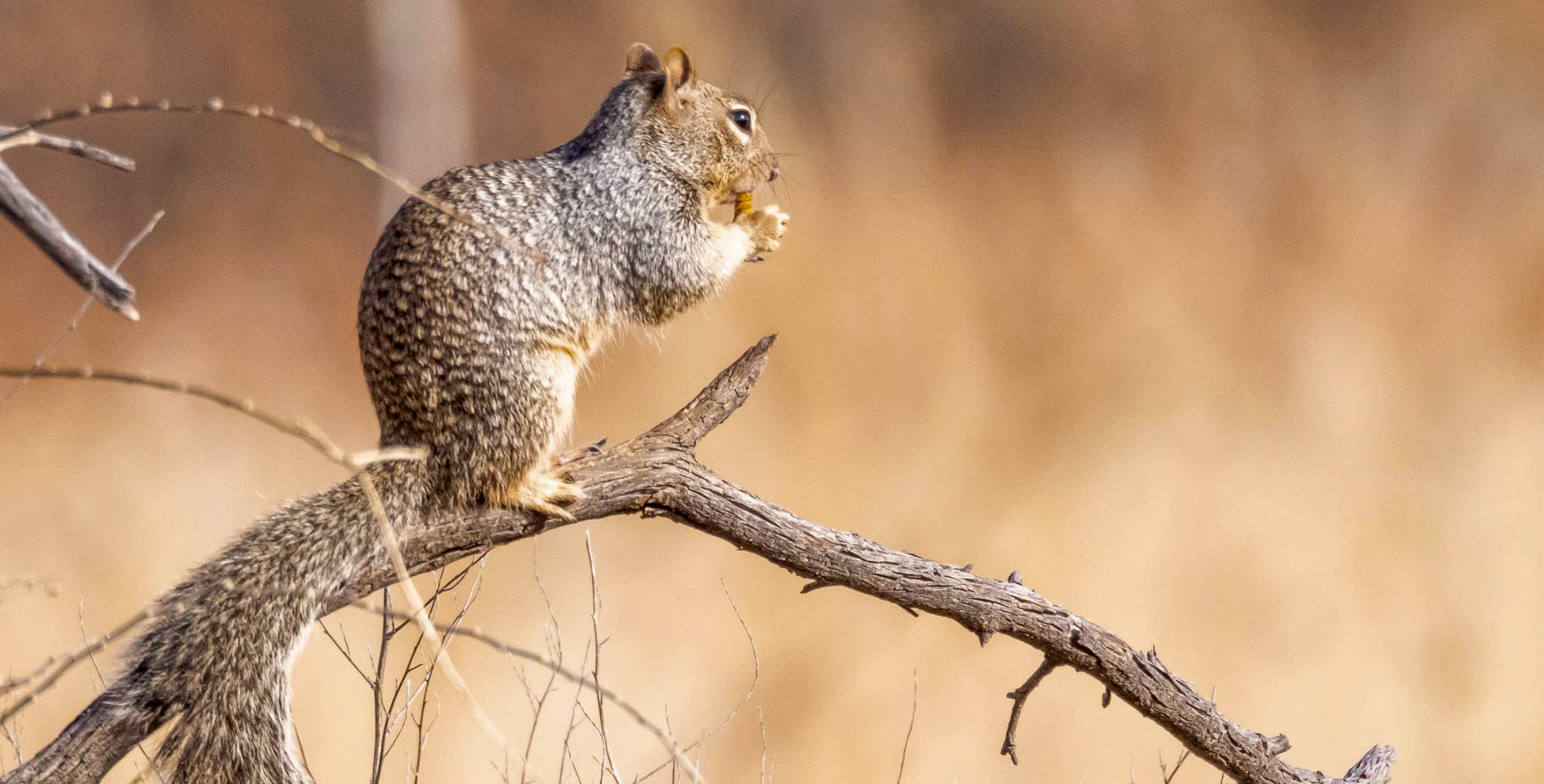 Ground squirrel on branch with screwbean mesquite, Bosque del Apache National Wildlife Refuge, San Antonio NM