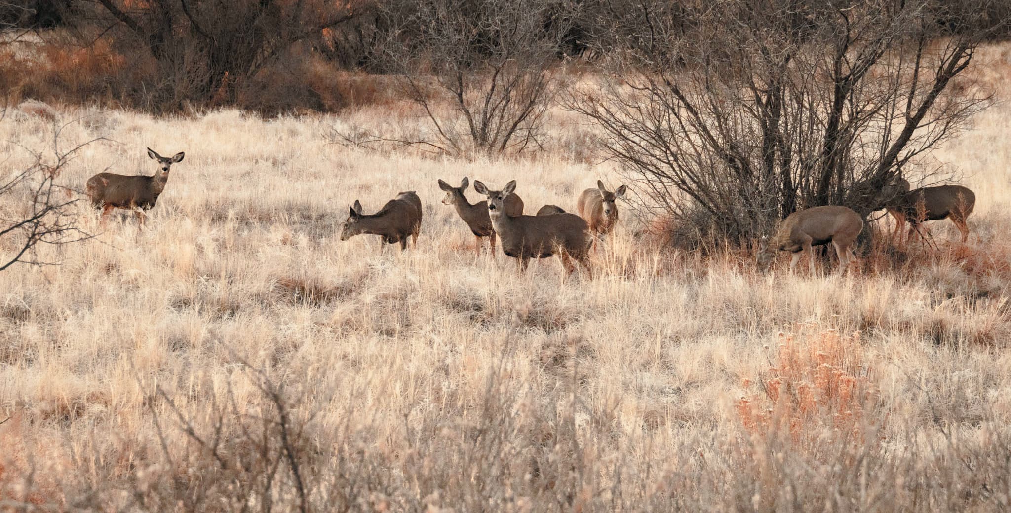 Herd of mule deer, Bosque del Apache National Wildlife Refuge, San Antonio NM