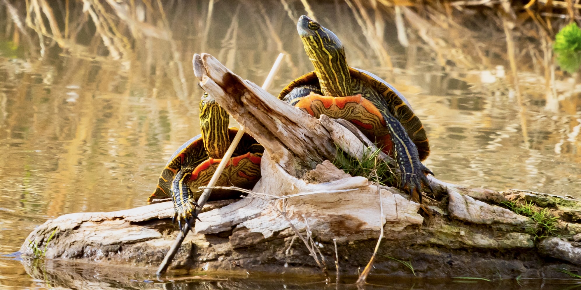 Painted Turtles on a Log, Bosque del Apache National Wildlife Refuge, San Antonio NM
