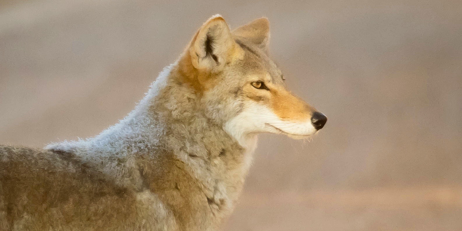 Portrait of a coyote, Bosque del Apache National Refuge, San Antonio NM