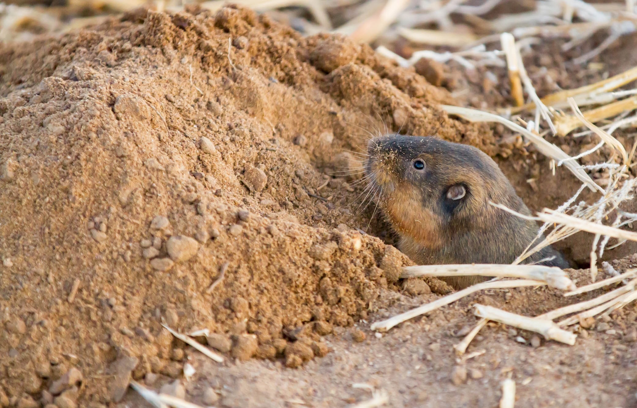 Botta's Pocket Gopher, Bosque del Apache National Wildlife Refuge, San Antonio NM'