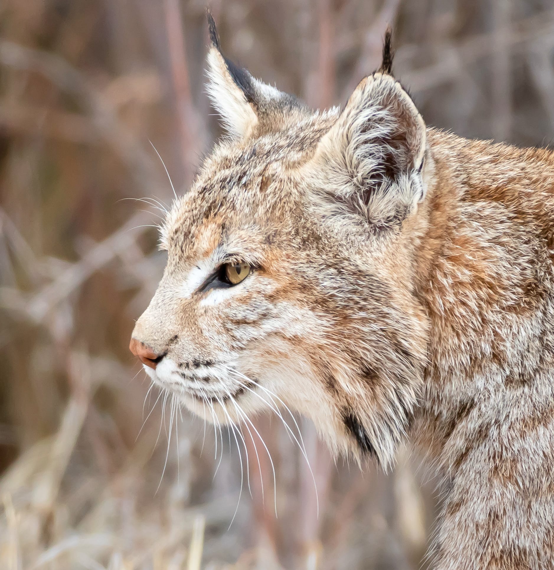Portrait of a bobcat, Bosque del Apache National Refuge, San Antonio NM