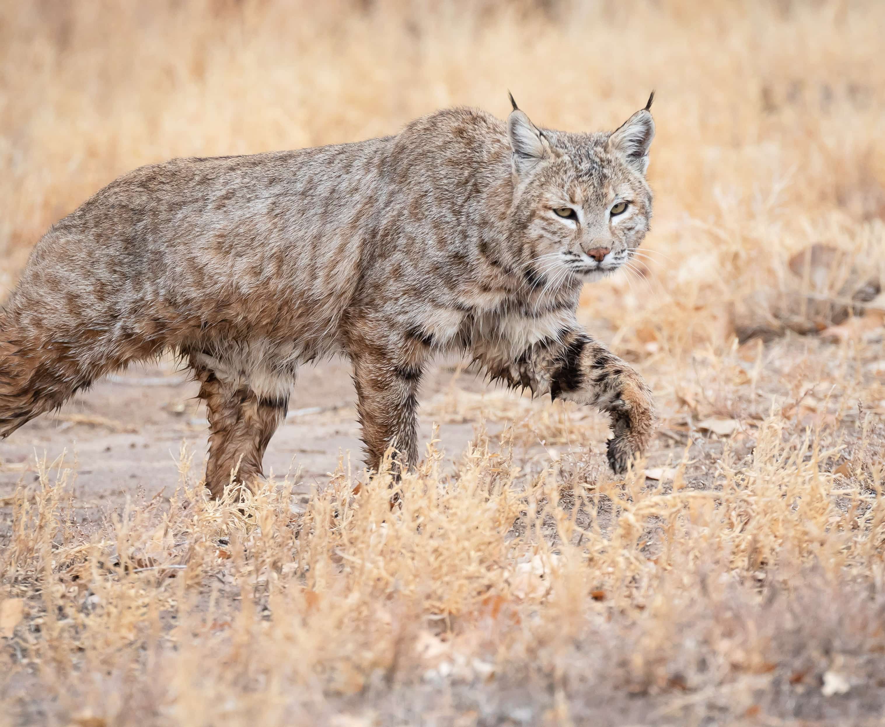 Portrait of a bobcat, Bosque del Apache National Refuge, San Antonio NM