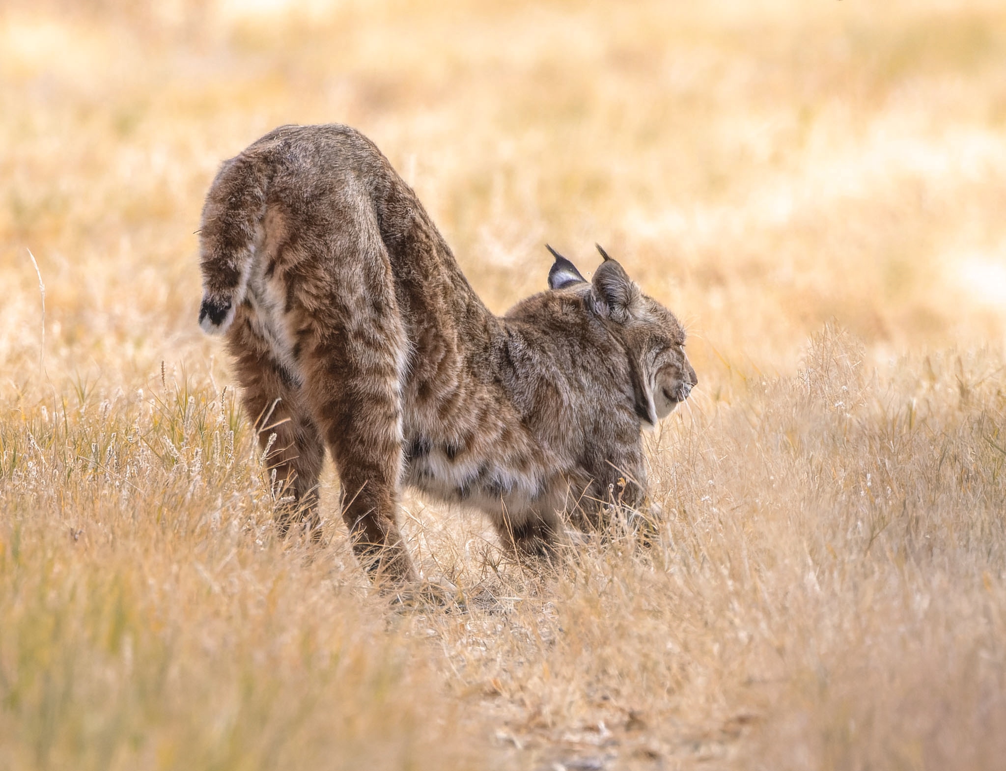 Portrait of a bobcat, Bosque del Apache National Refuge, San Antonio NM