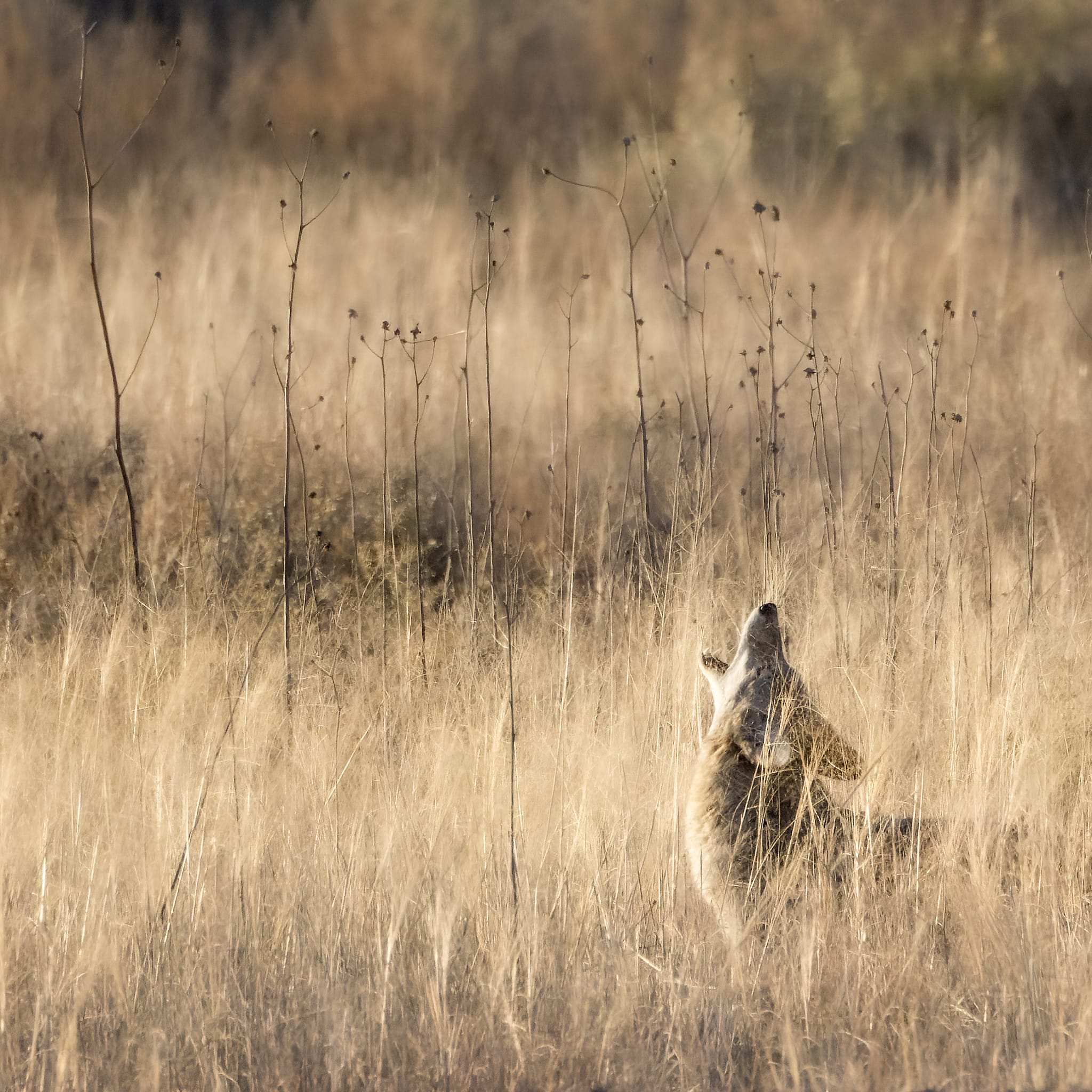 Coyote howling, Bosque del Apache National Wildlife Refuge, San Antonio NM