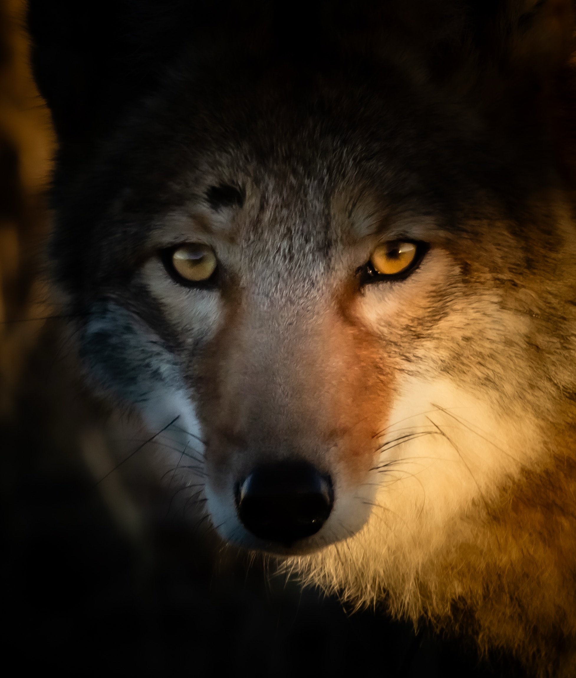 Portrait of a coyote, Bosque del Apache National Wildlife Refuge, San Antonio NM