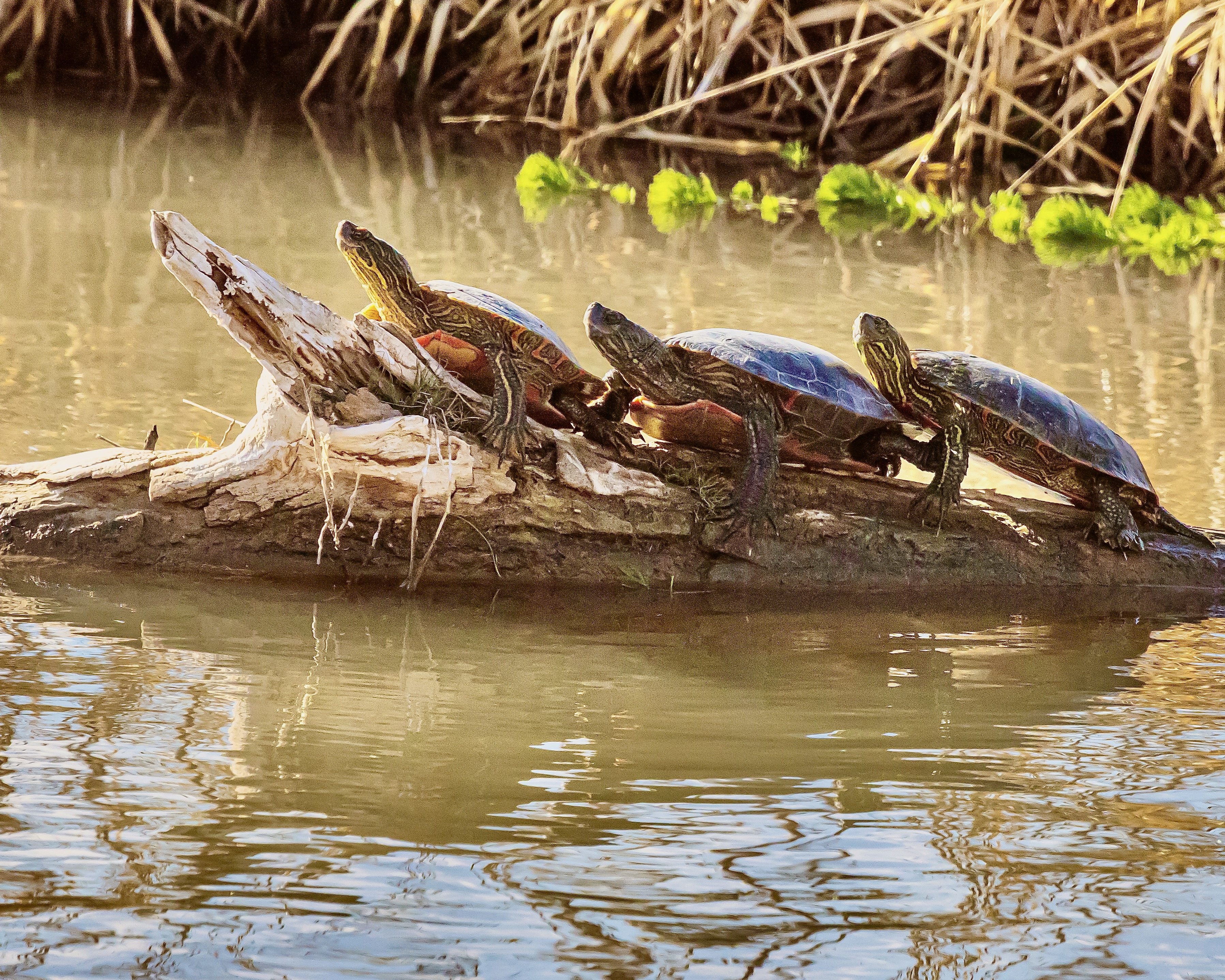 Three painted turtles on a log, Bosque del Apache National Wildlife Refuge, San Antonio NM
