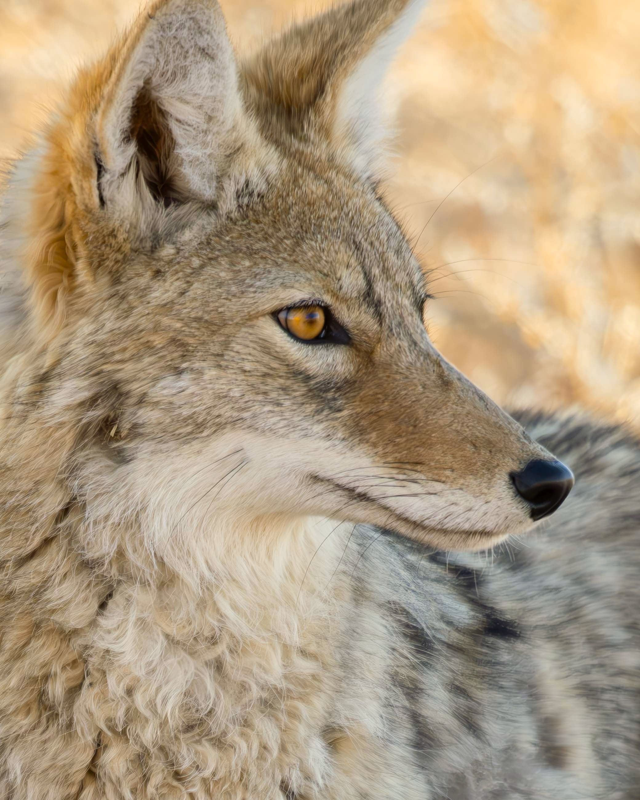 Portrait of a coyote, Bosque del Apache National Wildlife Refuge, San Antonio NM