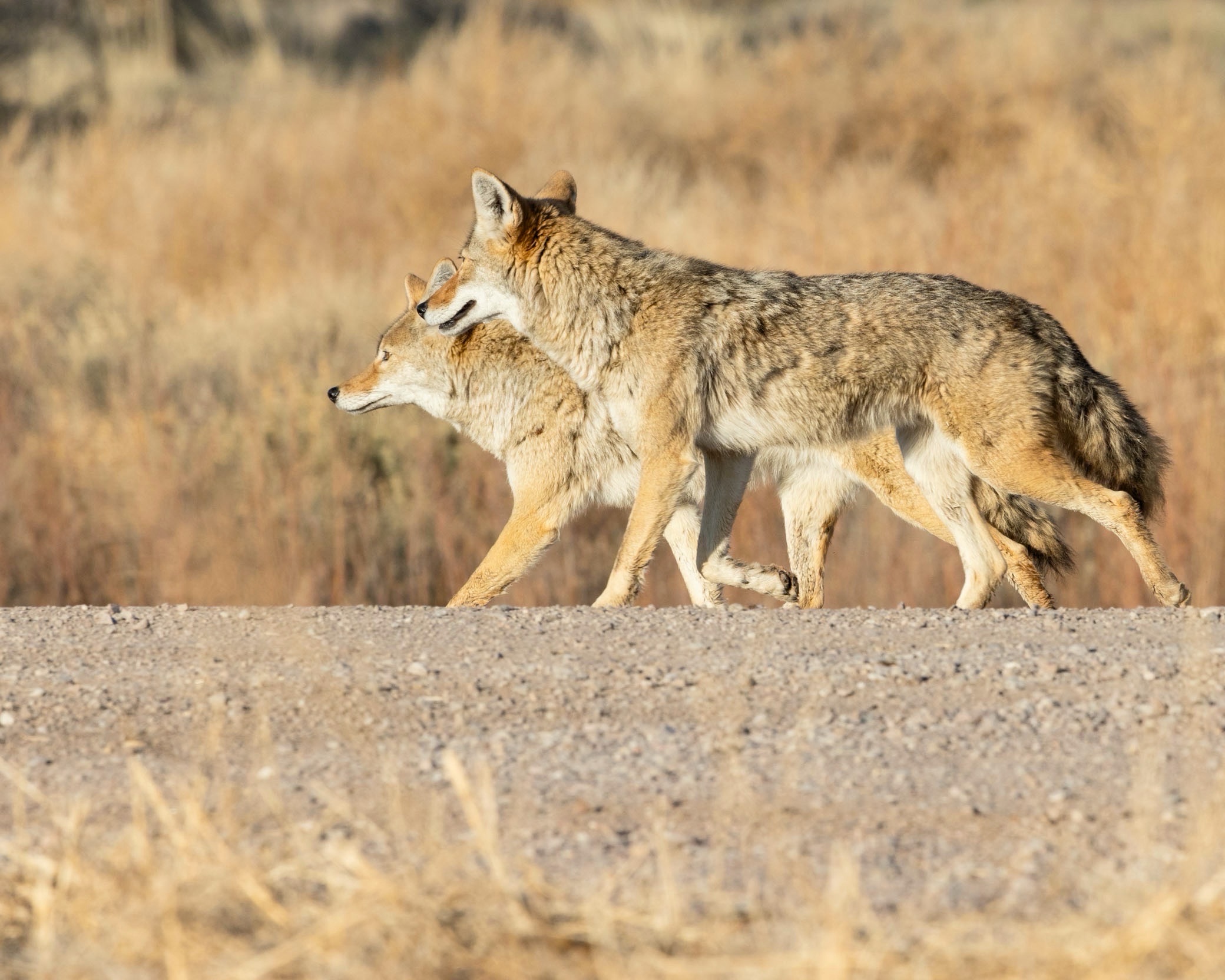 Coyotes walking on road, Bosque del Apache National Wildlife Refuge, San Antonio NM